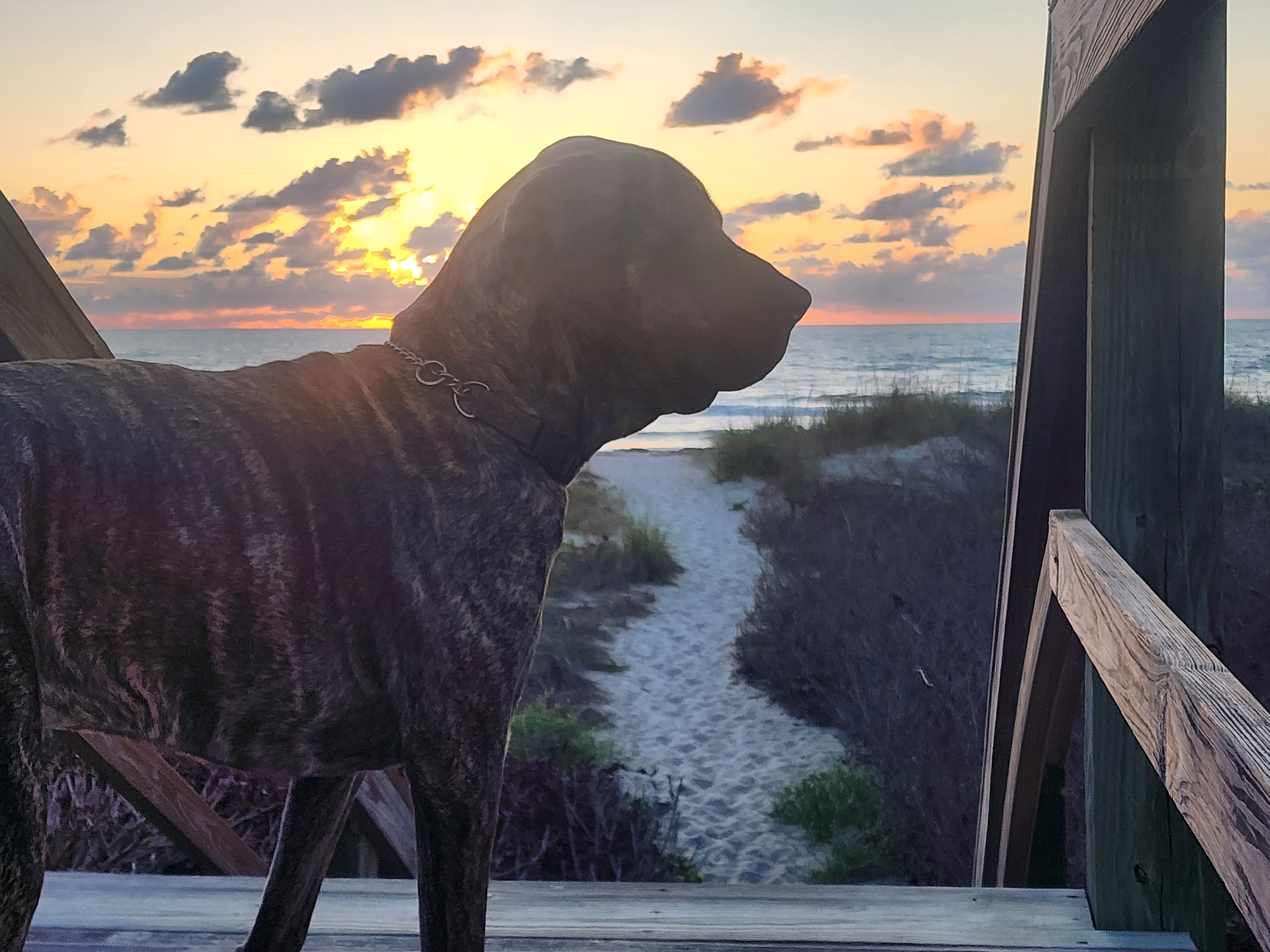 Cocoa Beach surf photo 5 — 1' and flat — walk the dog, enjoy the morning.