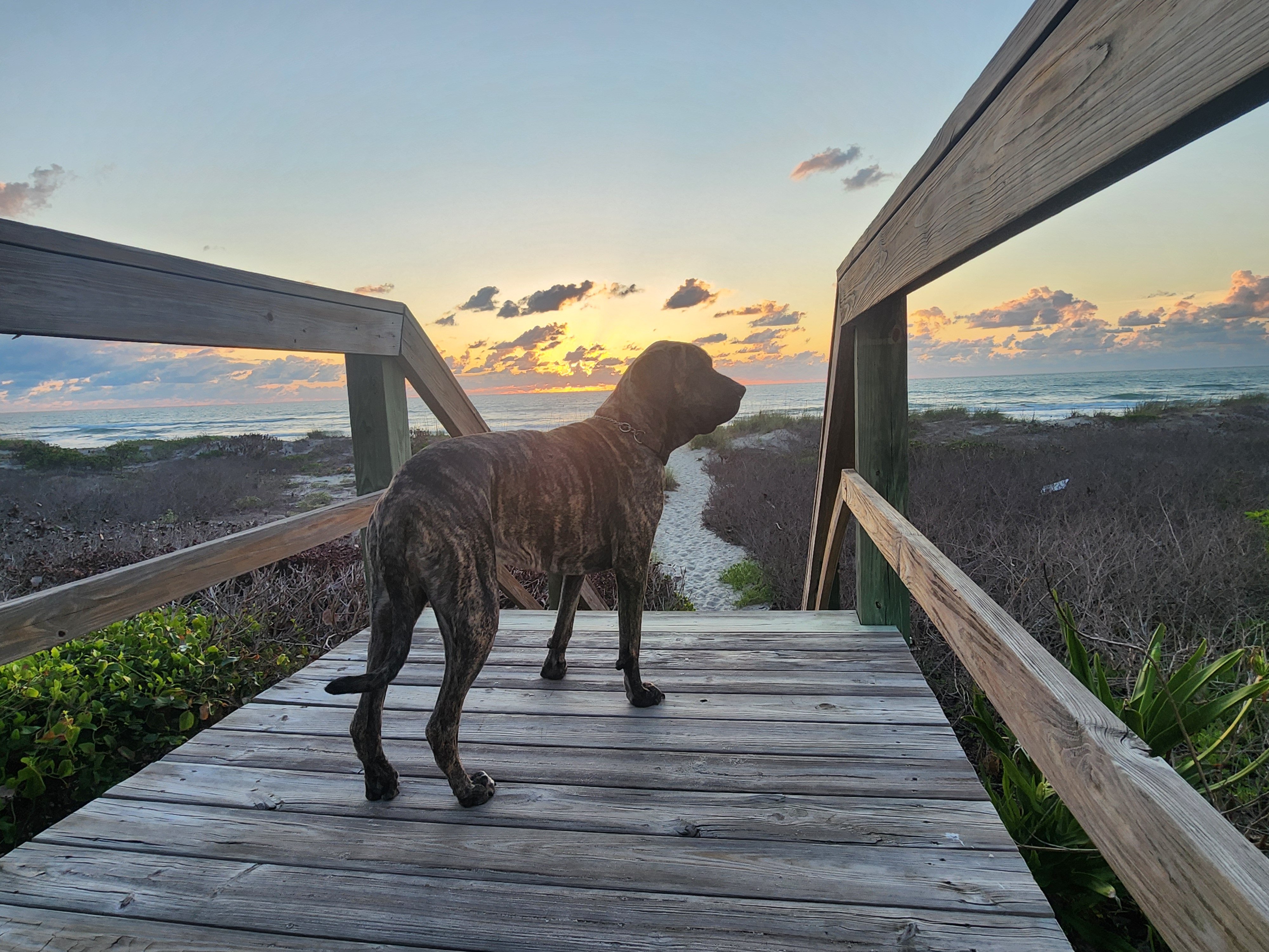 Cocoa Beach surf photo 6 — 1' and flat — walk the dog, enjoy the morning.