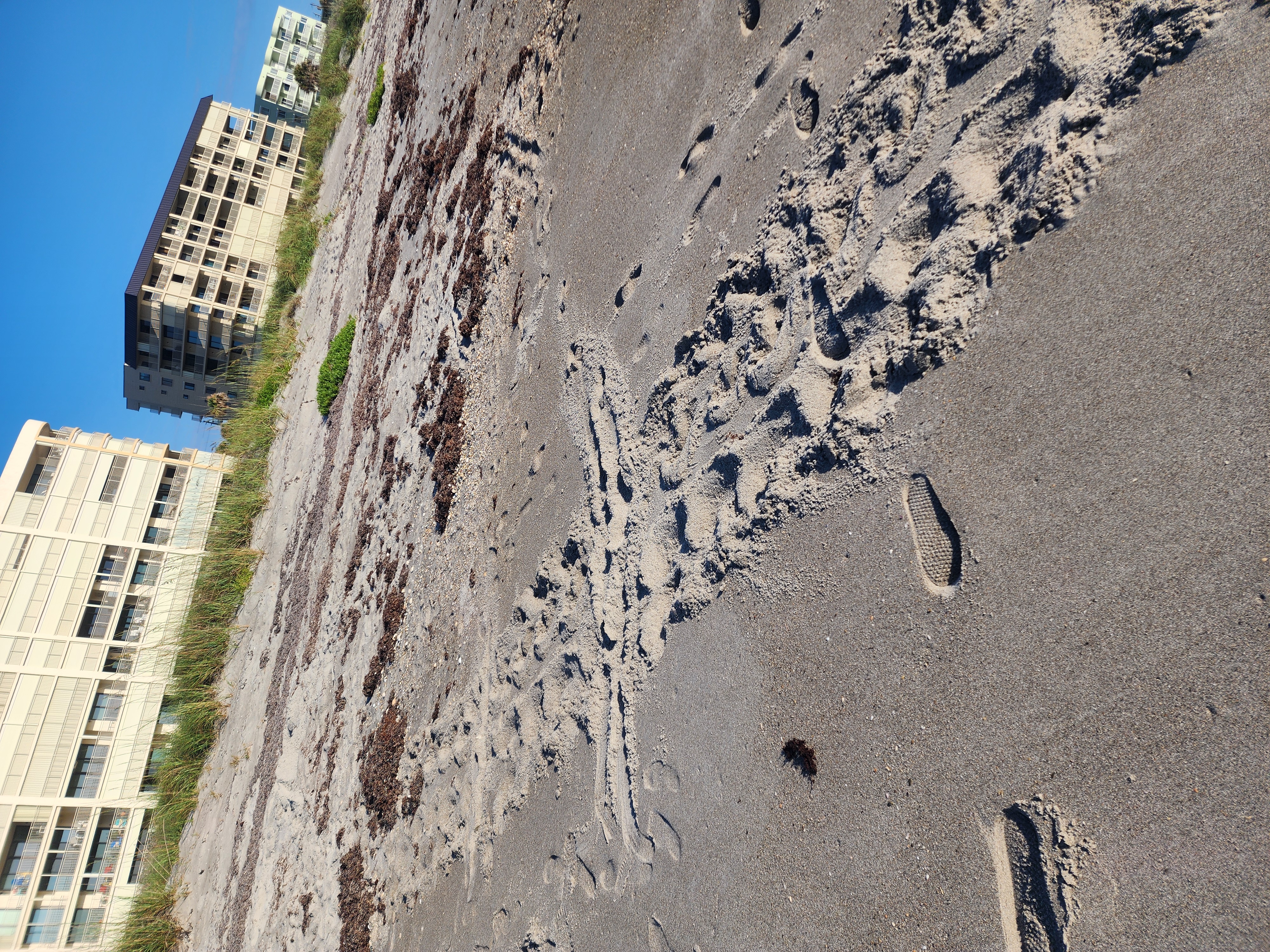 Loggerhead sea turtle nesting tracks in the sand at South Cocoa Beach with beachfront condos in background May 2026