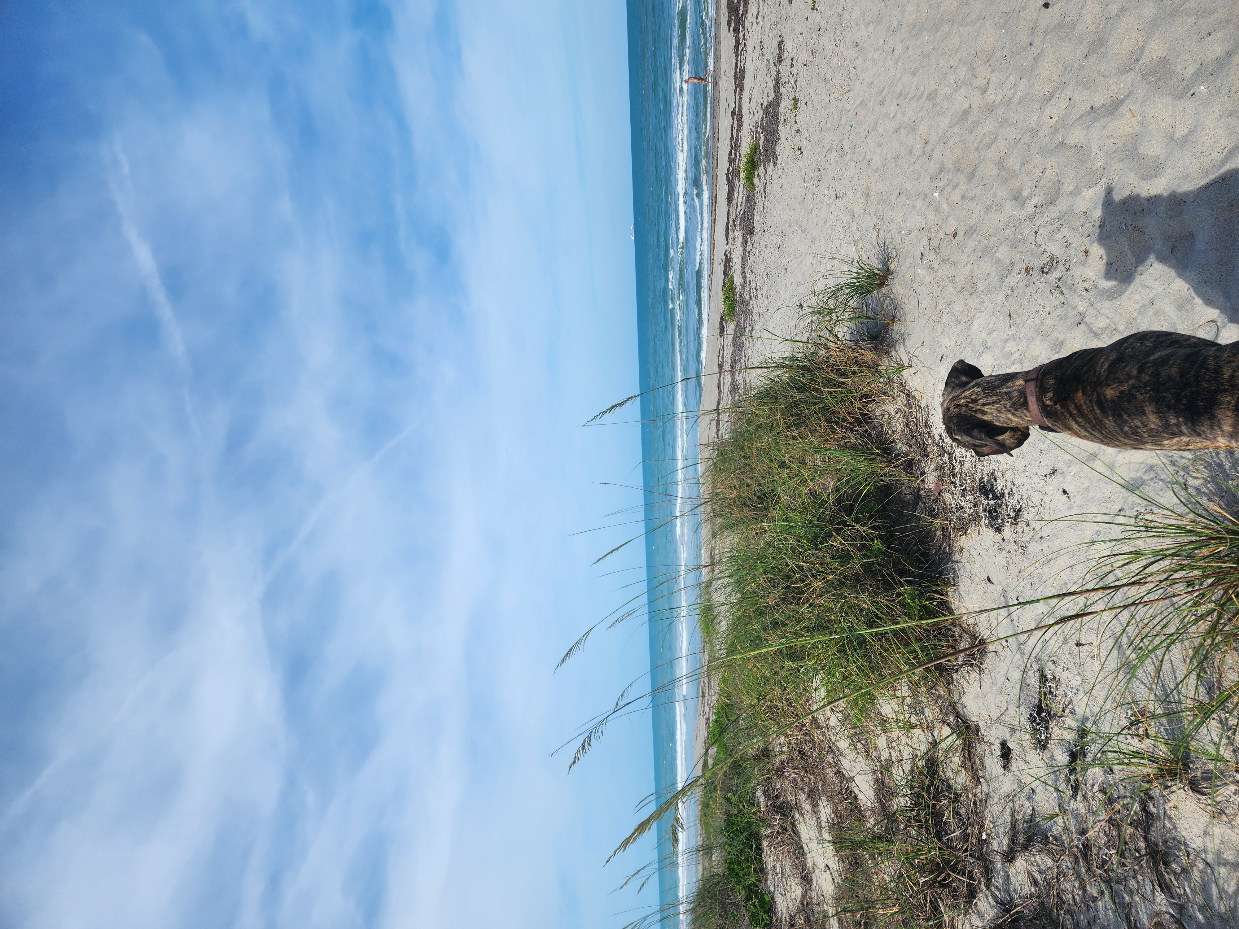 Athena watching the surf from the dunes at 31st Street South Cocoa Beach blue sky and sea oats