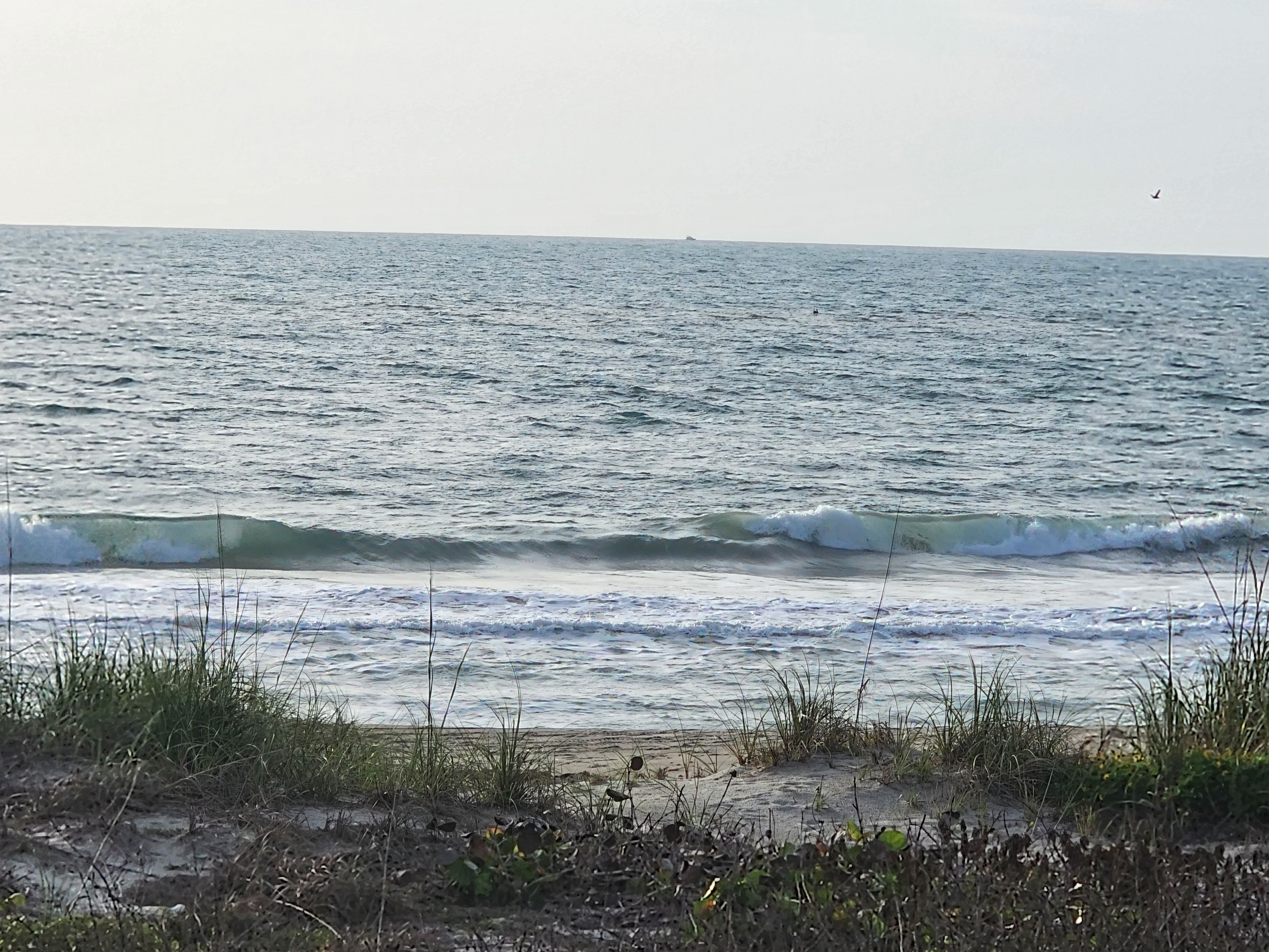 Choppy surf with surfer in the lineup and bird flying over at 31st Street Cocoa Beach ship on horizon