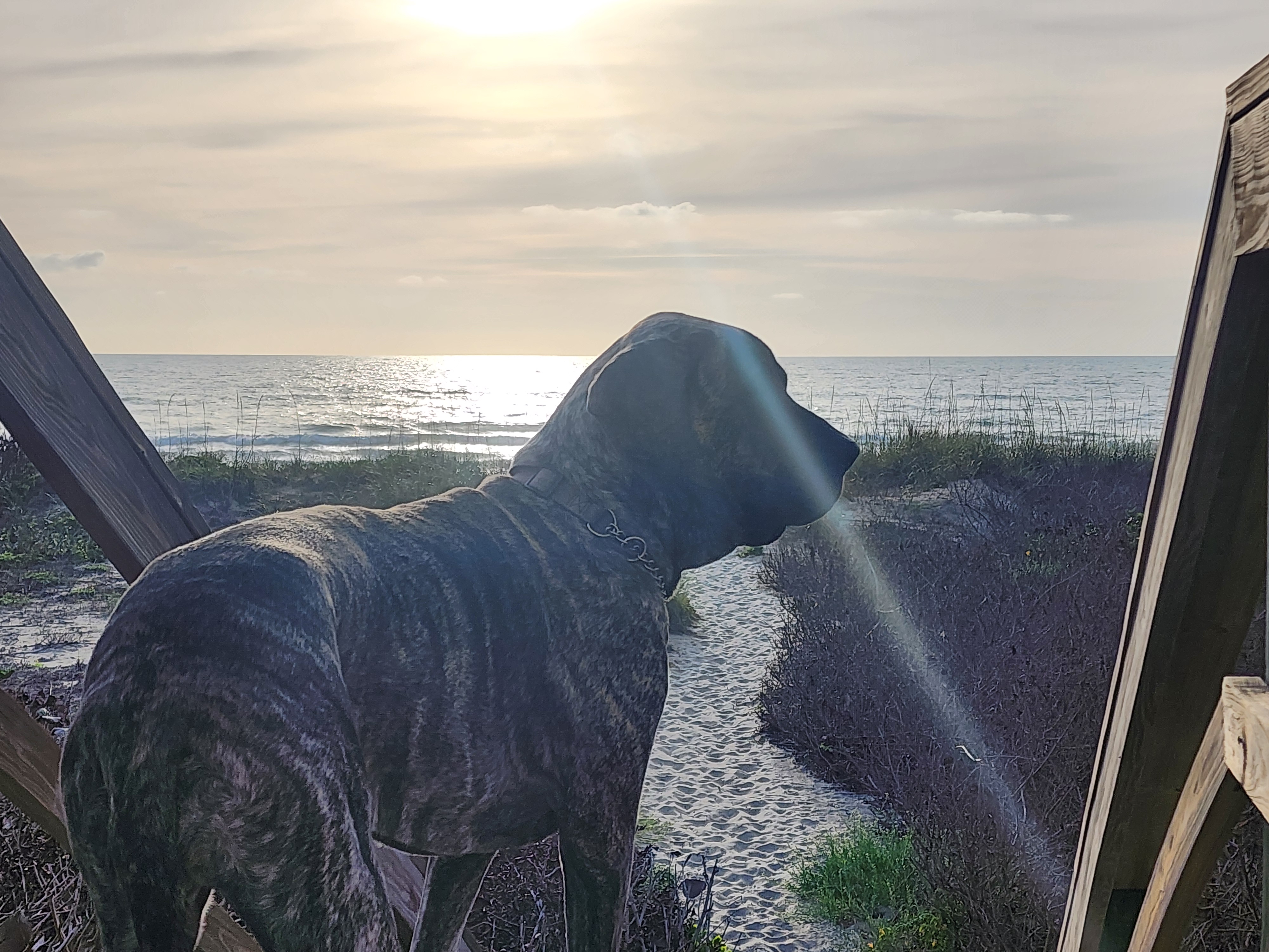 Athena silhouetted at the 31st Street beach access gazing out at the morning surf South Cocoa Beach