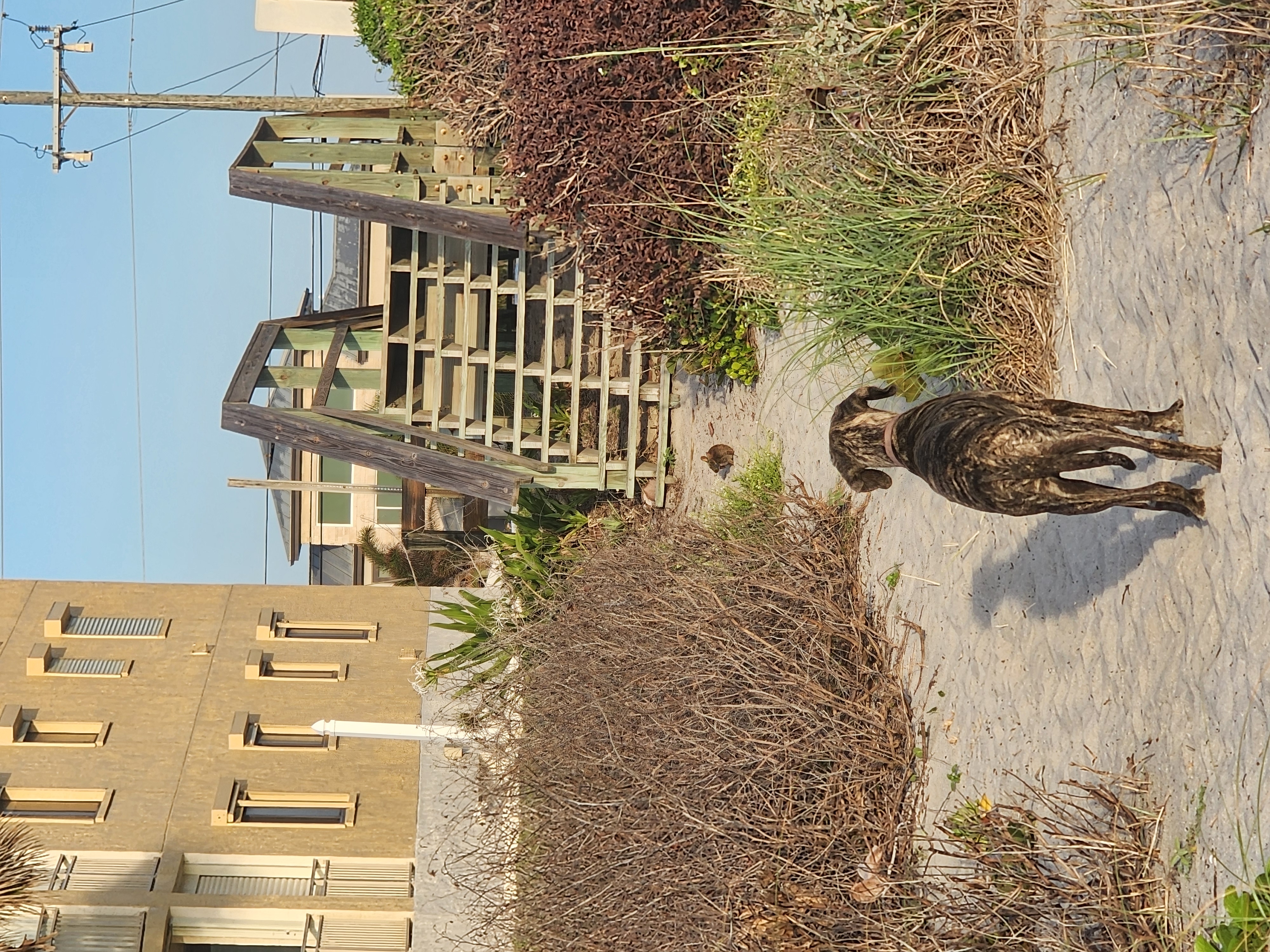 Athena walking the sandy path back toward the 31st Street beach access at South Cocoa Beach