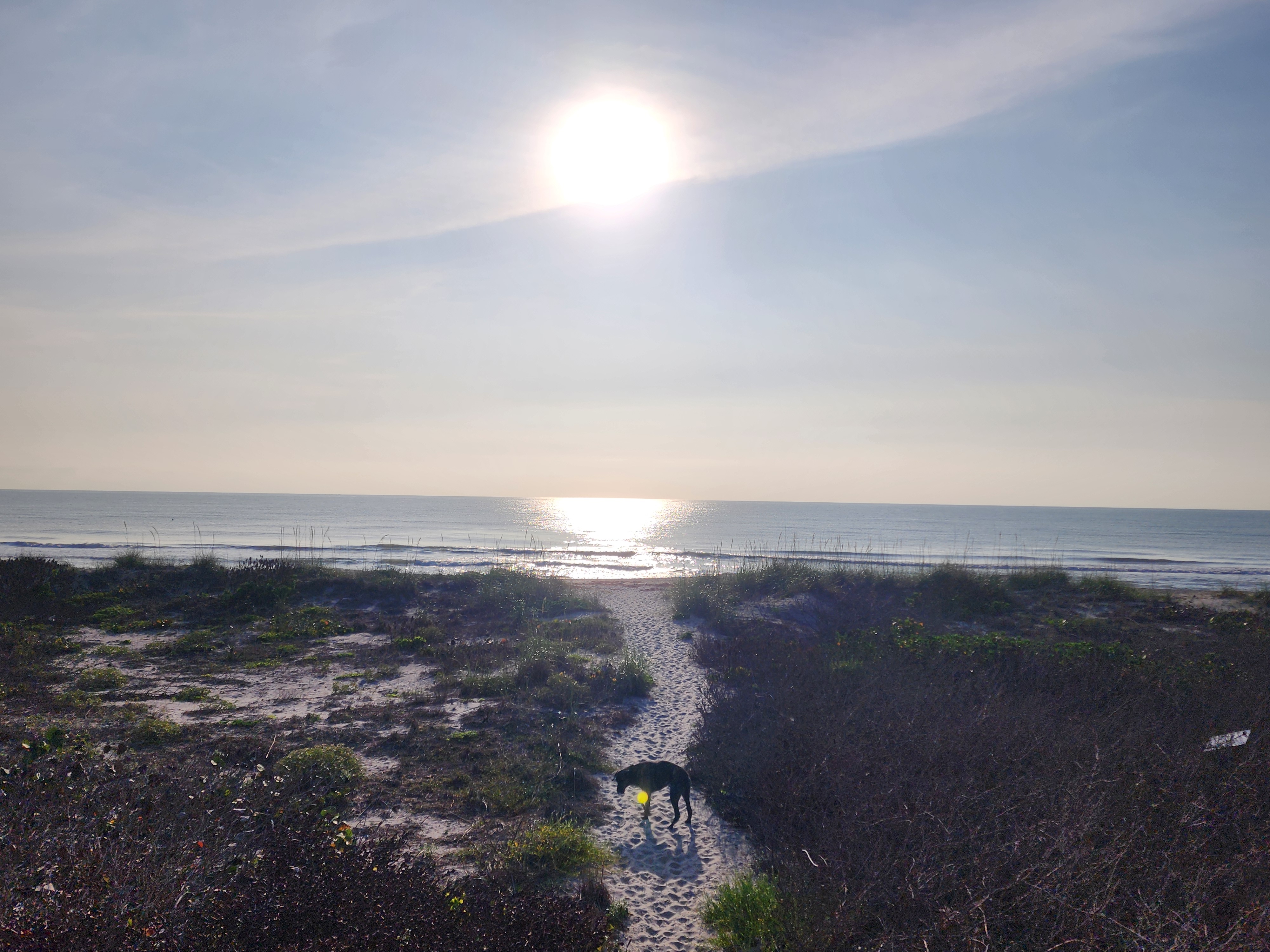 Athena with her tennis ball on the dune path with bright sun reflecting off glassy flat surf at Picnic Tables South Cocoa Beach Friday morning