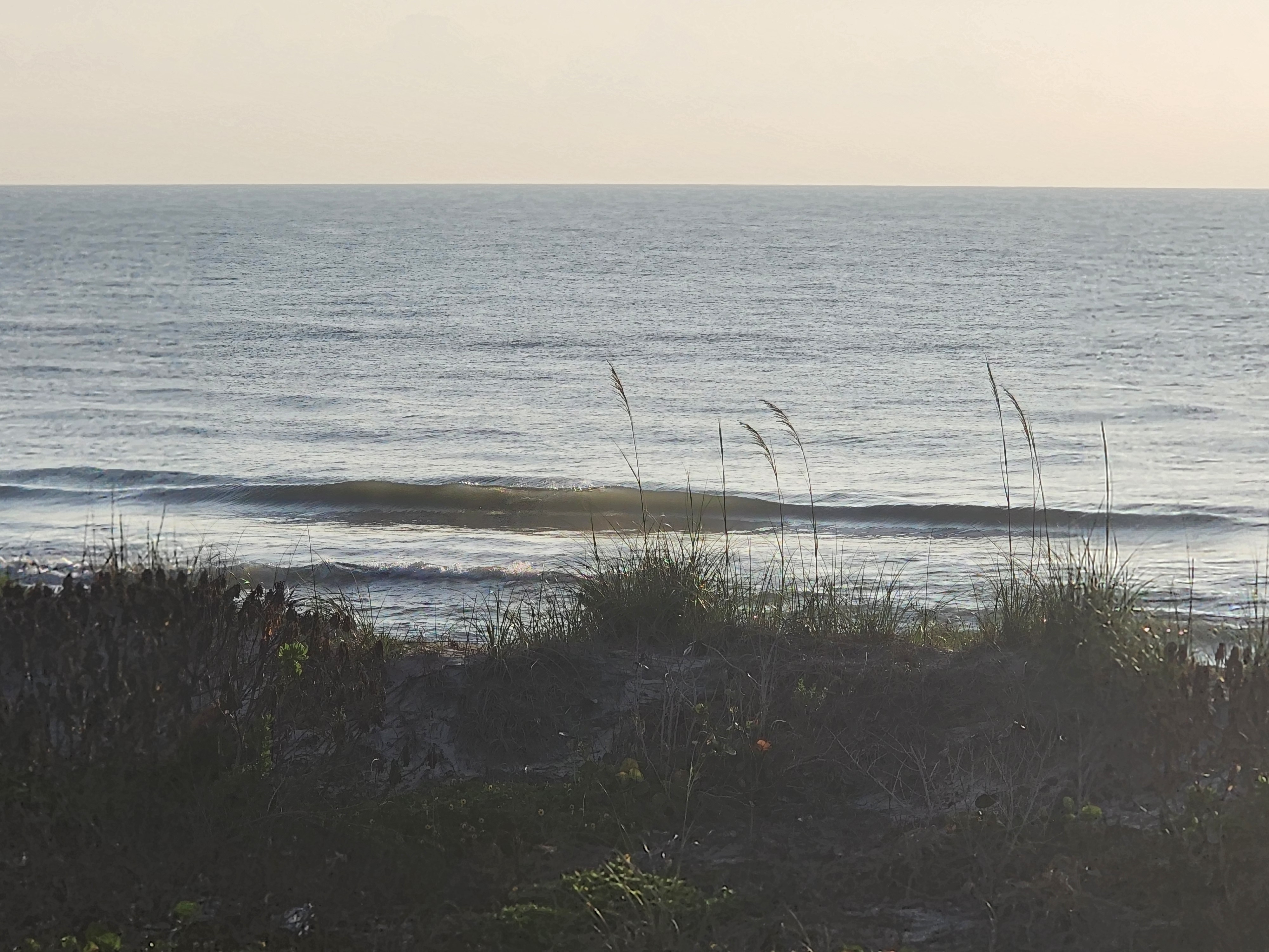Clean glassy 1 foot wave with green translucent face breaking through sea oats at Picnic Tables South Cocoa Beach SW winds