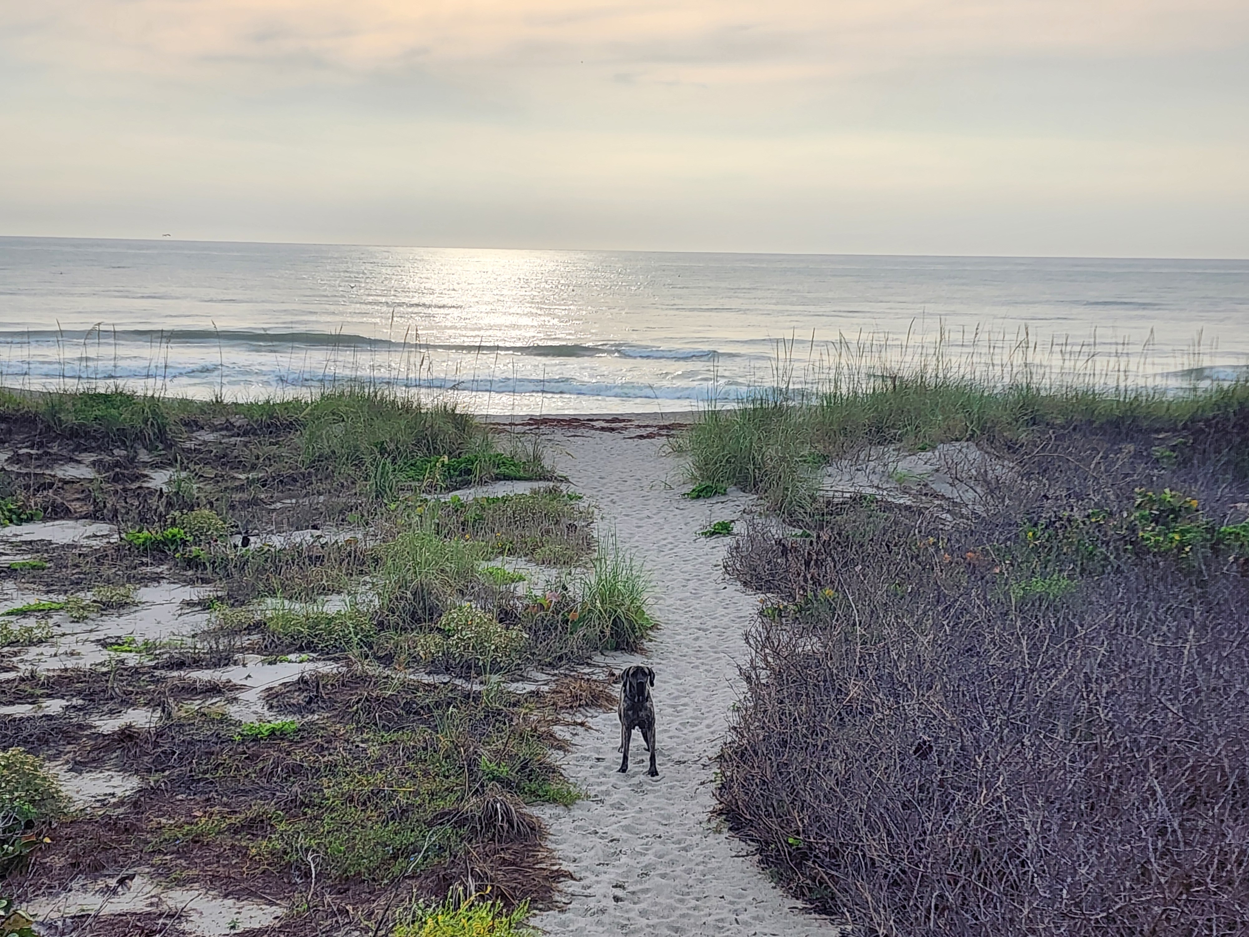Athena on the sandy beach path looking back toward the ocean with clean 2 foot surf breaking at Picnic Tables South Cocoa Beach Sunday May 10 2026