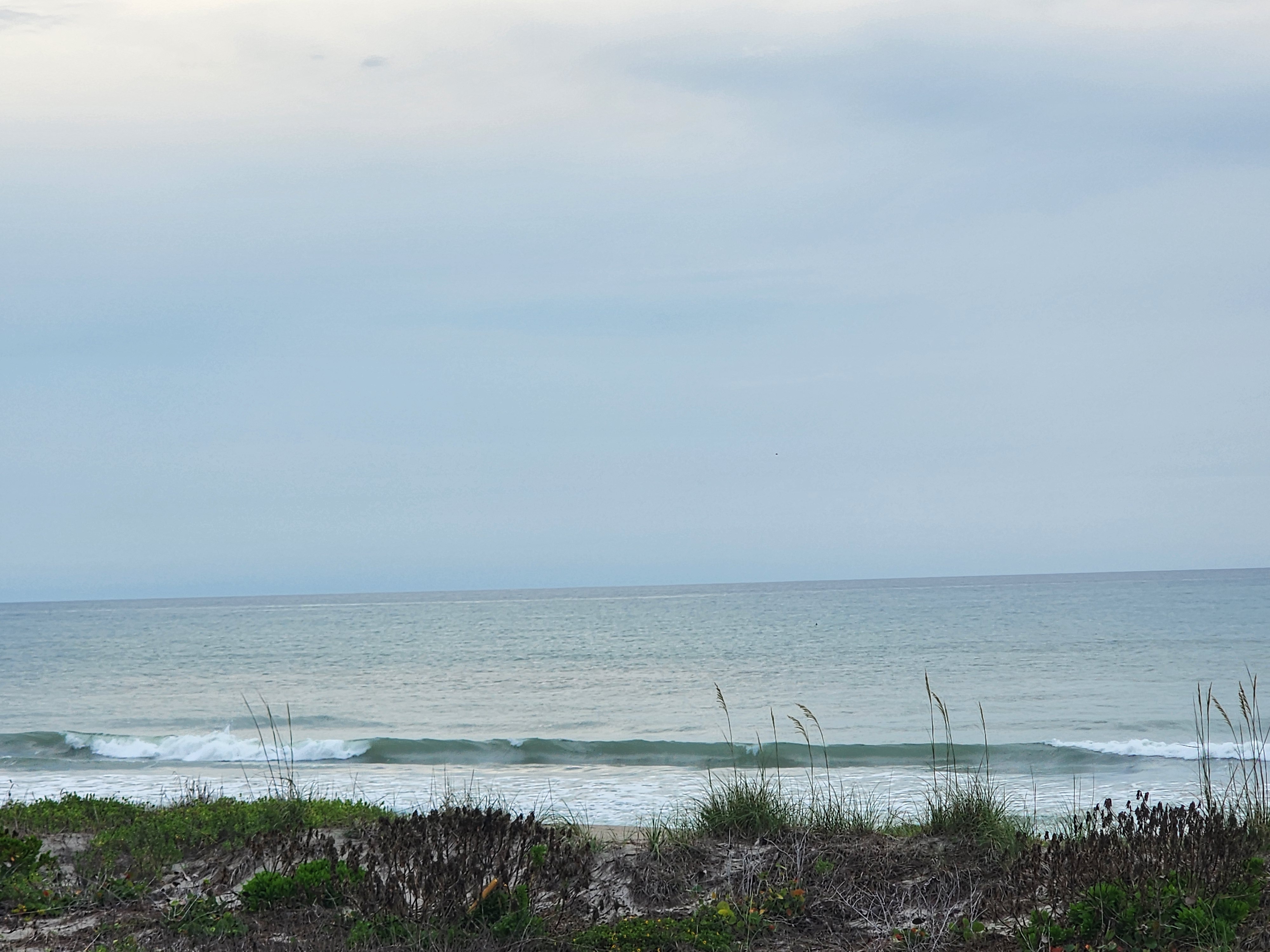 Clean 2 foot wave with green face breaking through sea oats at Picnic Tables South Cocoa Beach light SE winds overcast morning