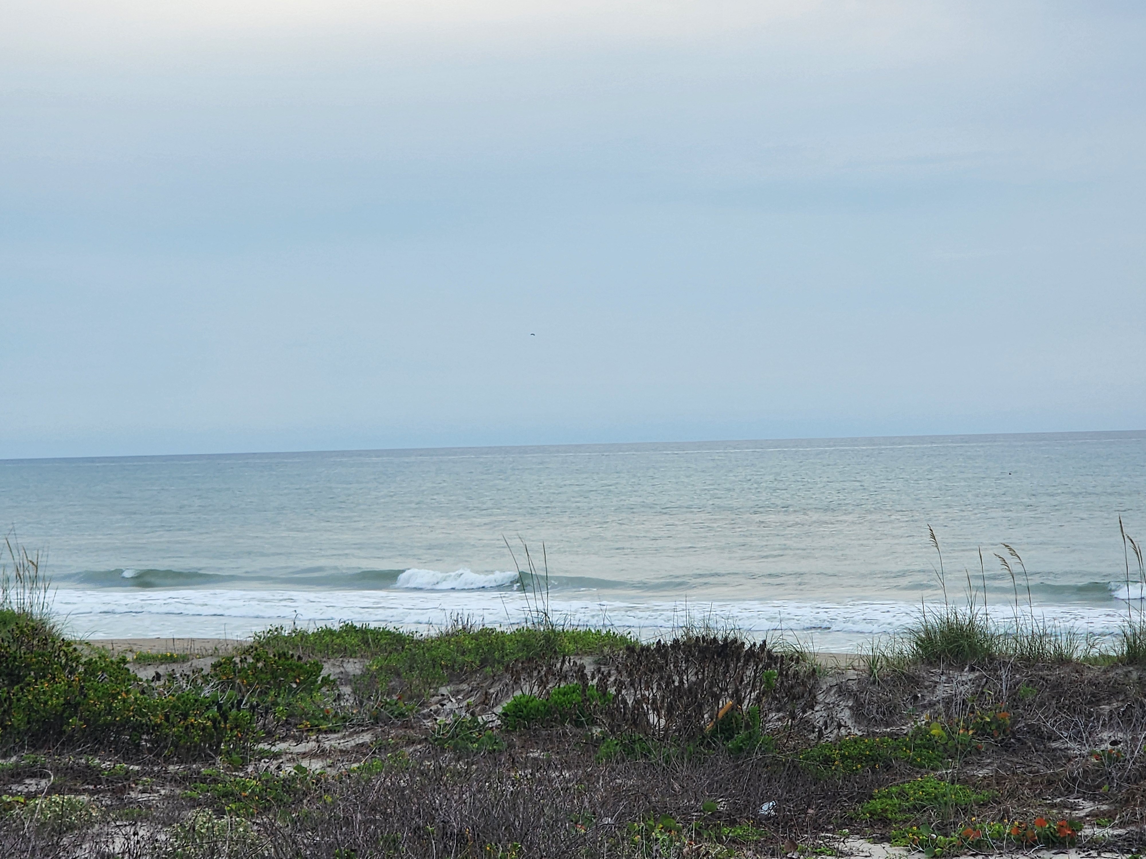 Small clean wave breaking nearshore through dune vegetation with overcast skies at Picnic Tables South Cocoa Beach light SE texture