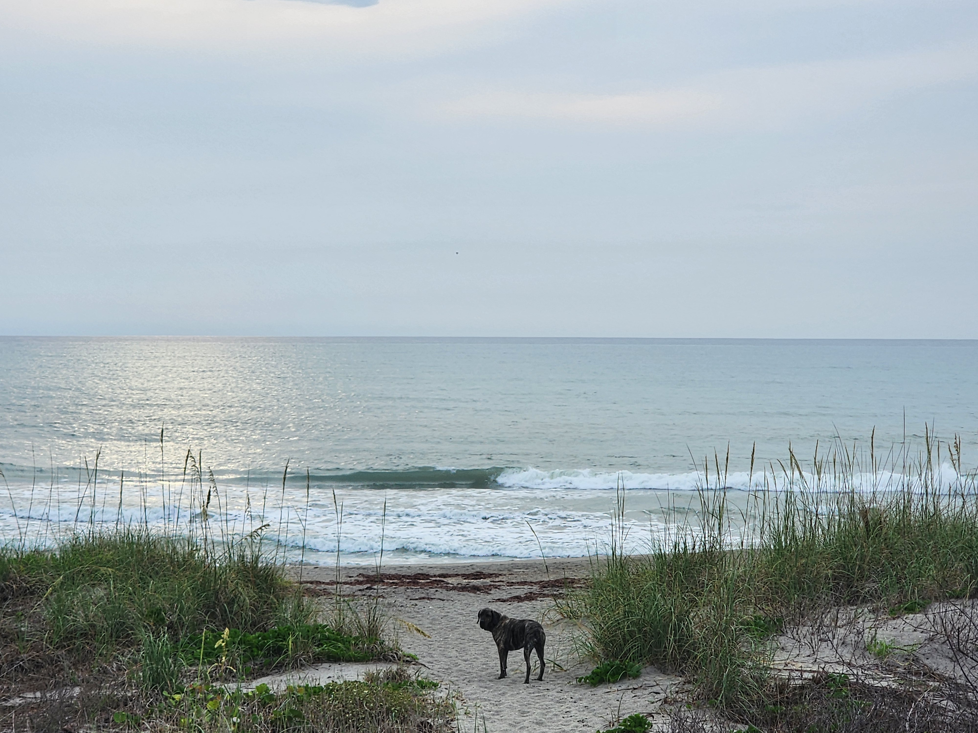Athena standing on the beach path watching a clean 2 foot wave break with sun reflecting off the water through sea oats at Picnic Tables South Cocoa Beach May 11 2026