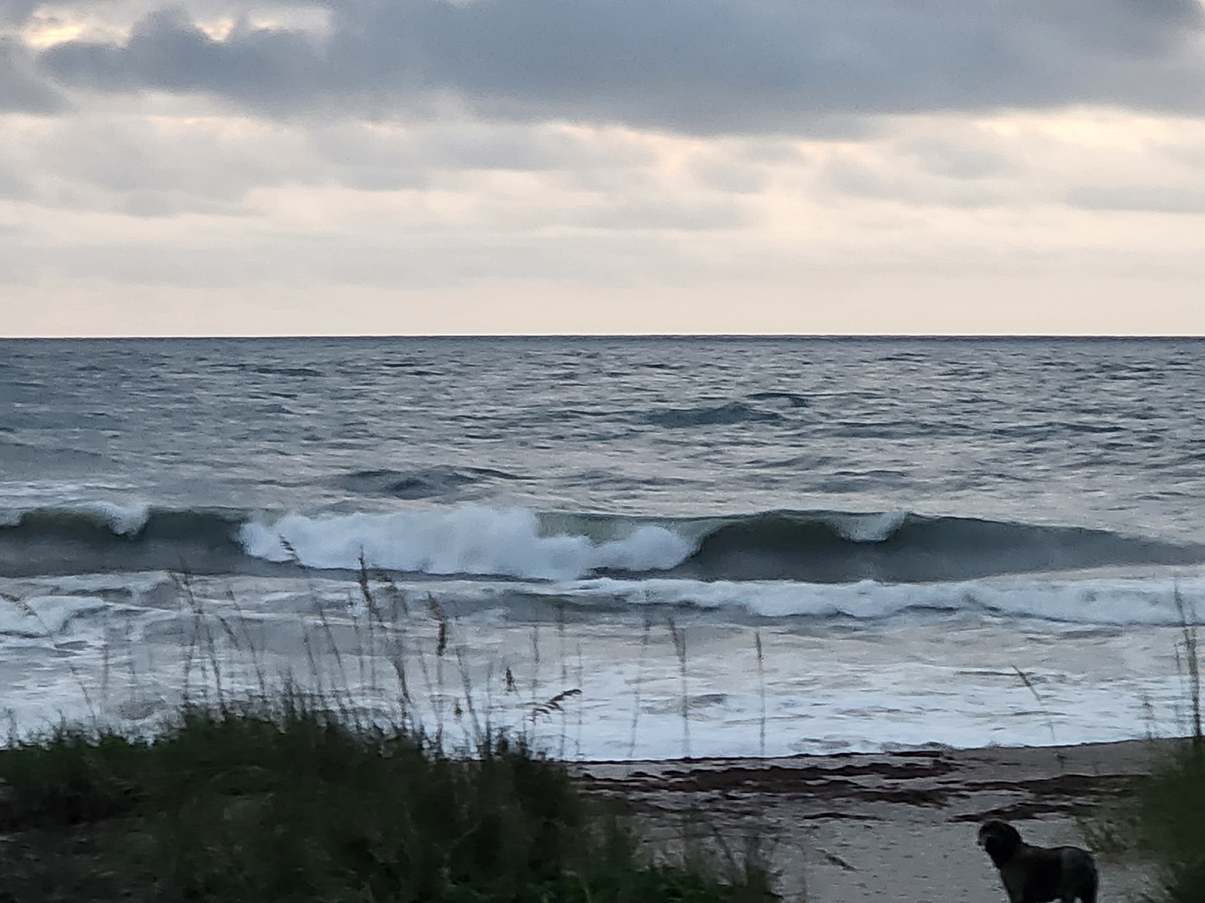 3-4 foot waves breaking with white foam nearshore through sea oats and dune vegetation at Picnic Tables South Cocoa Beach overcast morning