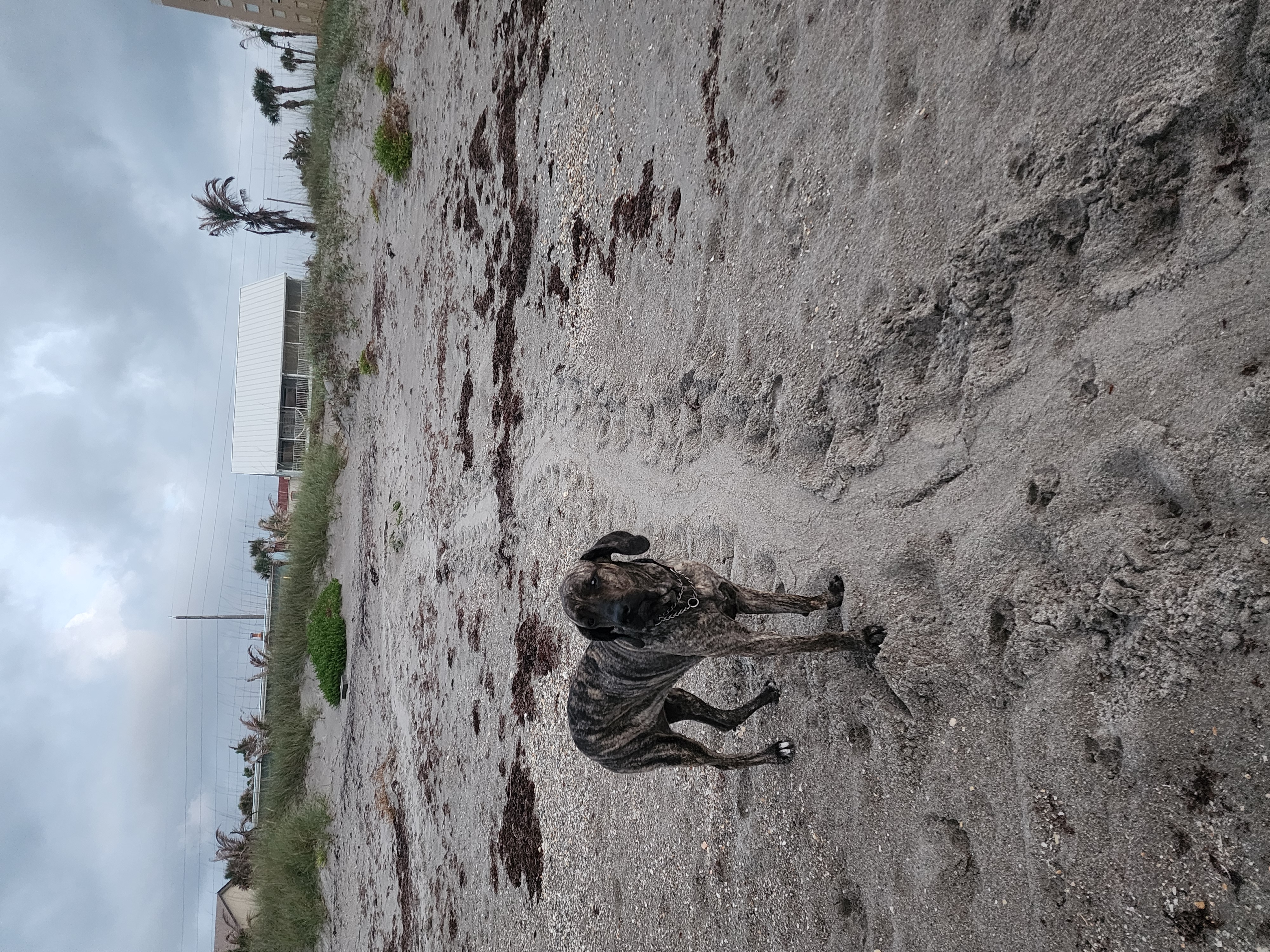 Athena brindle Great Dane standing on the beach looking at camera with palm trees beachfront homes and overcast sky in background South Cocoa Beach May 13 2026