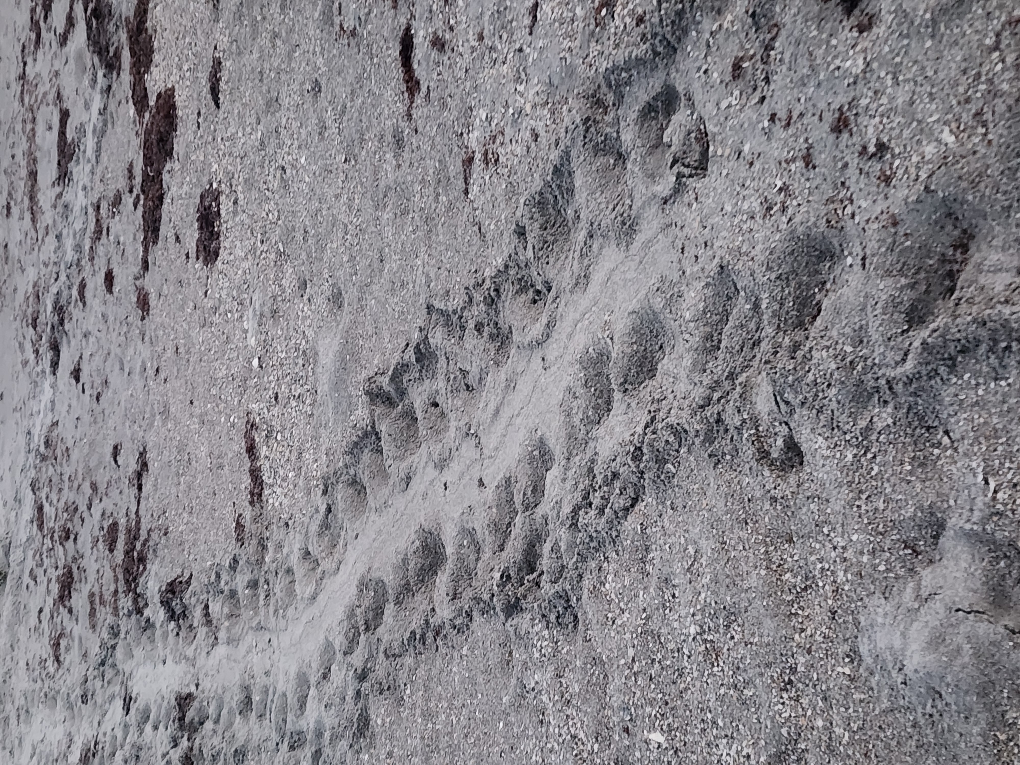 Fresh sea turtle crawl tracks in the sand with seaweed at South Cocoa Beach nesting season May 13 2026