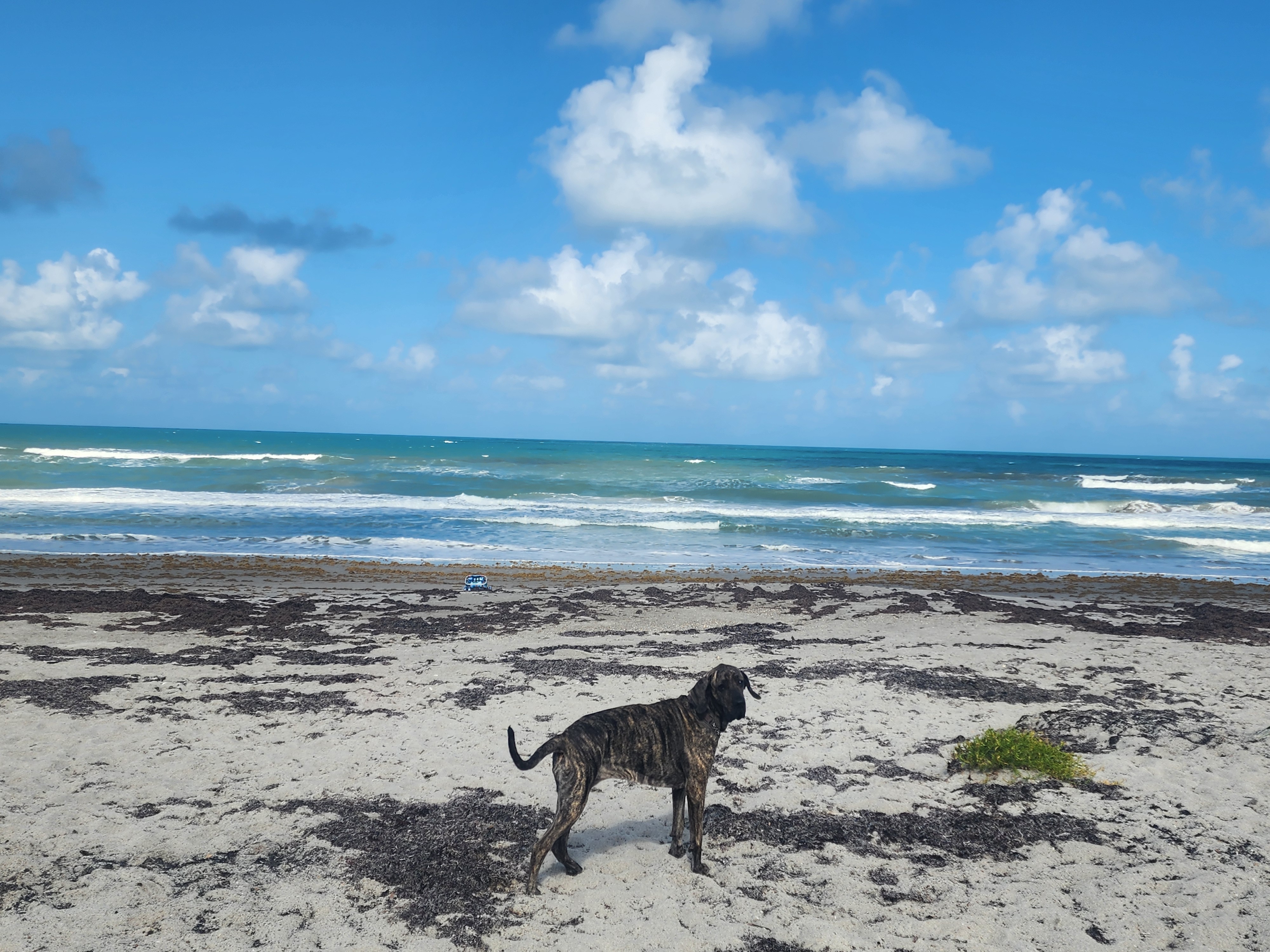 Athena the brindle Brazilian mastiff standing on the seaweed covered Cocoa Beach shoreline with choppy surf and blue sky in the background Tuesday May 19 2026