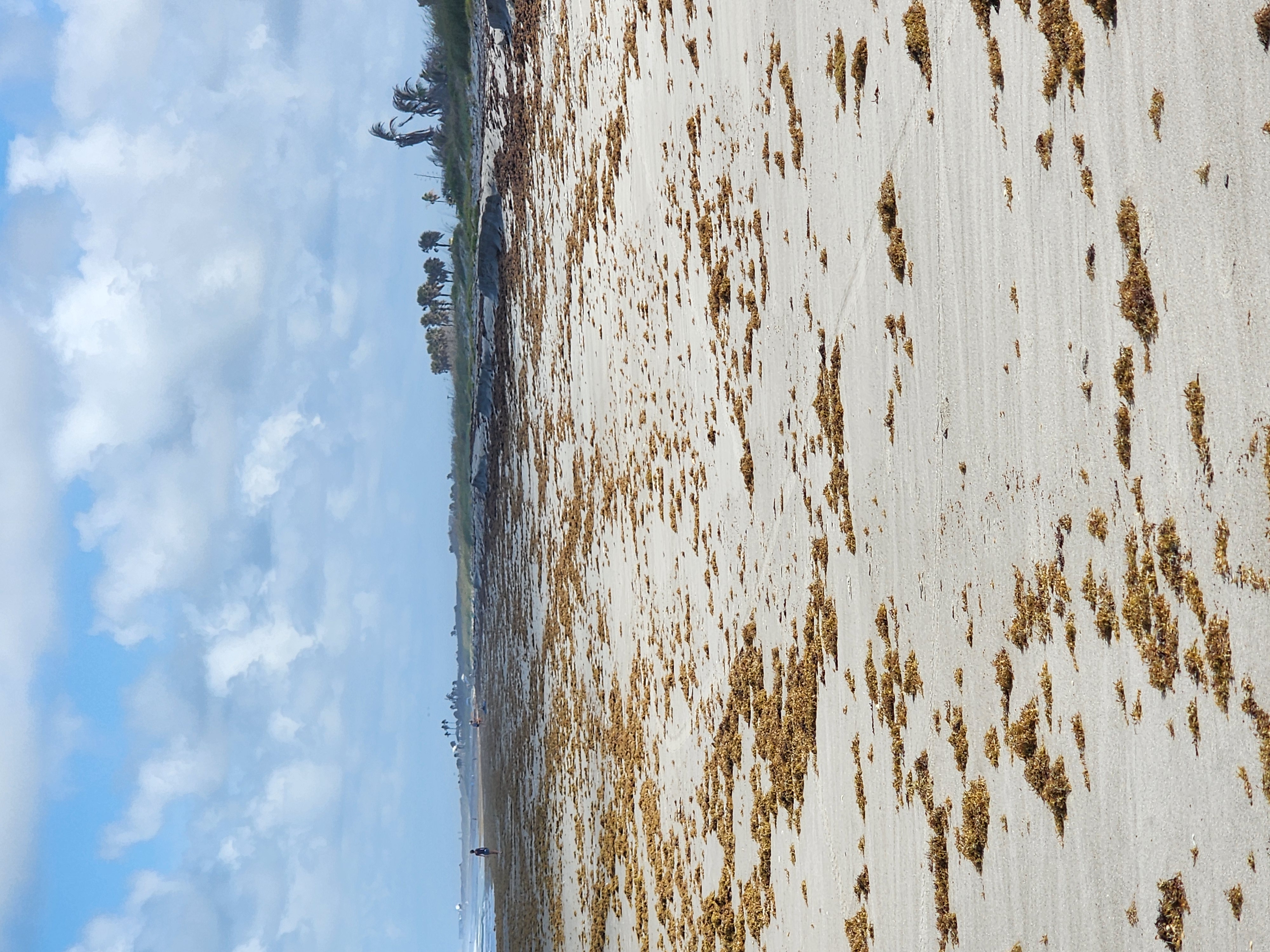 Eroded Cocoa Beach shoreline with heavy sargassum, dune scarping, sea oats, palms, and windy afternoon beach conditions Tuesday May 19 2026