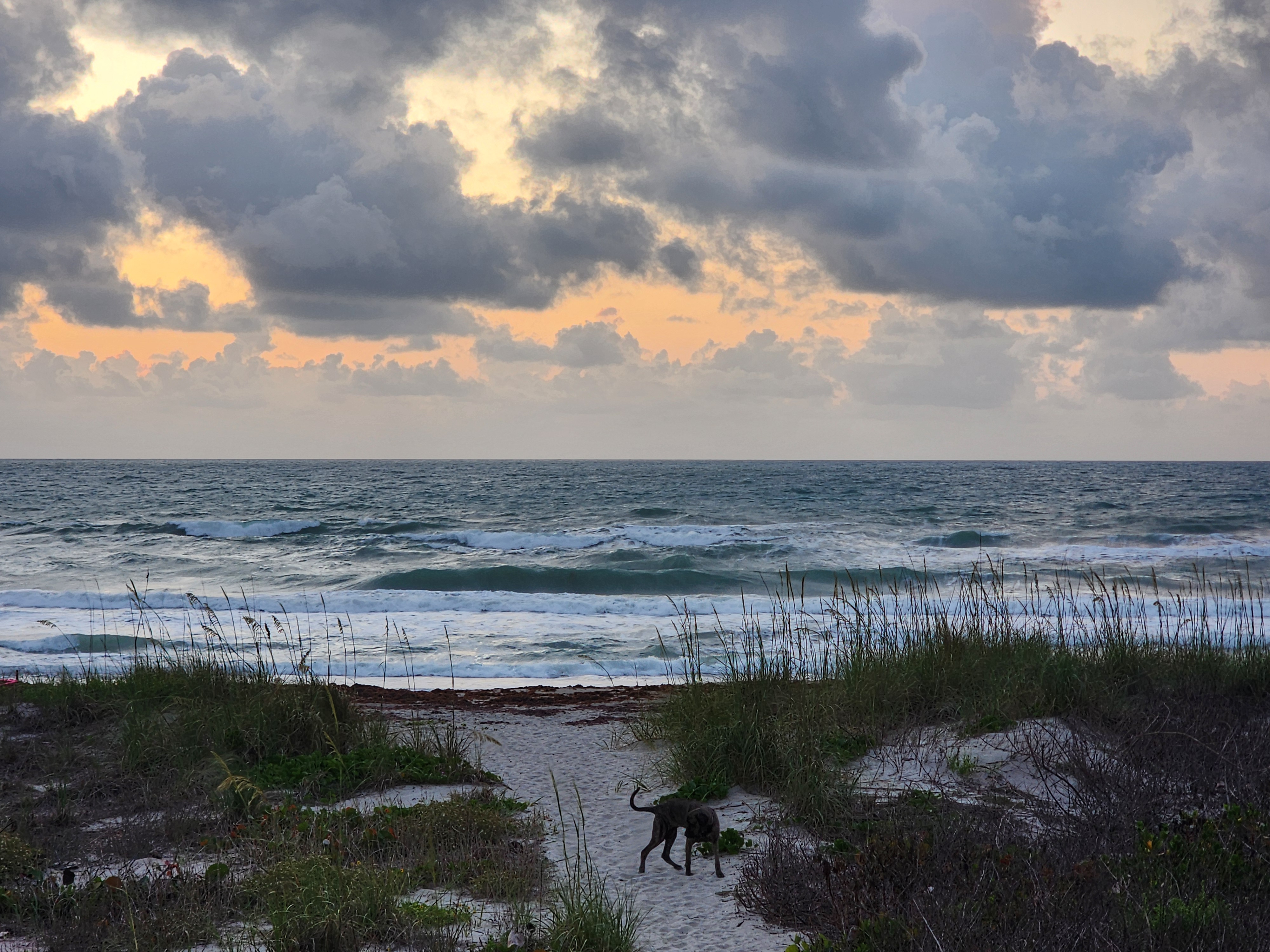Athena sniffing the sand path to the beach with choppy 2-4 foot wind swell and sargassum lining the shore under heavy clouds at Picnic Tables South Cocoa Beach May 19 2026
