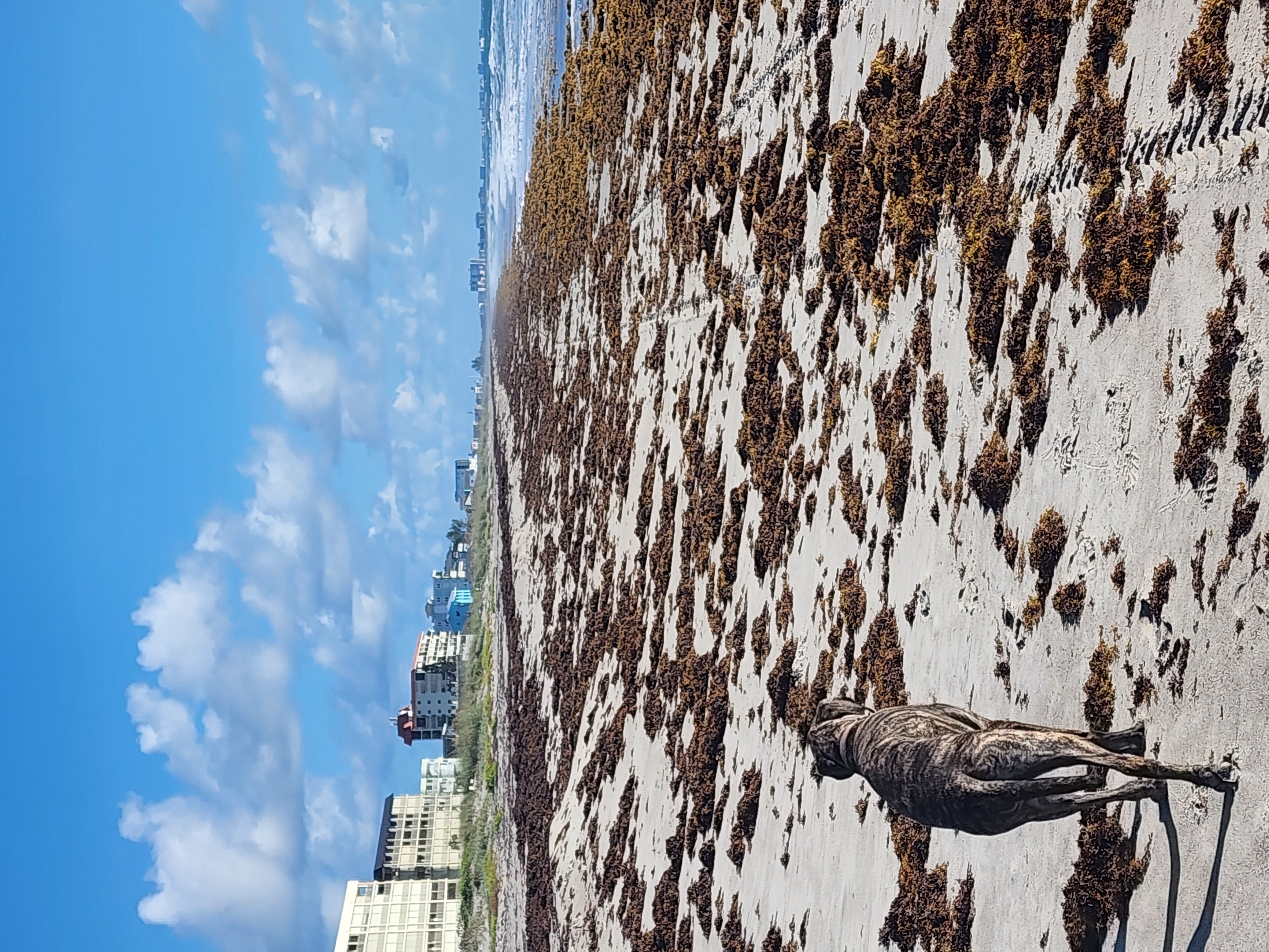 Athena silhouetted on the beach at Cocoa Beach with the morning sun reflecting off the Atlantic Ocean and dune vegetation in the foreground