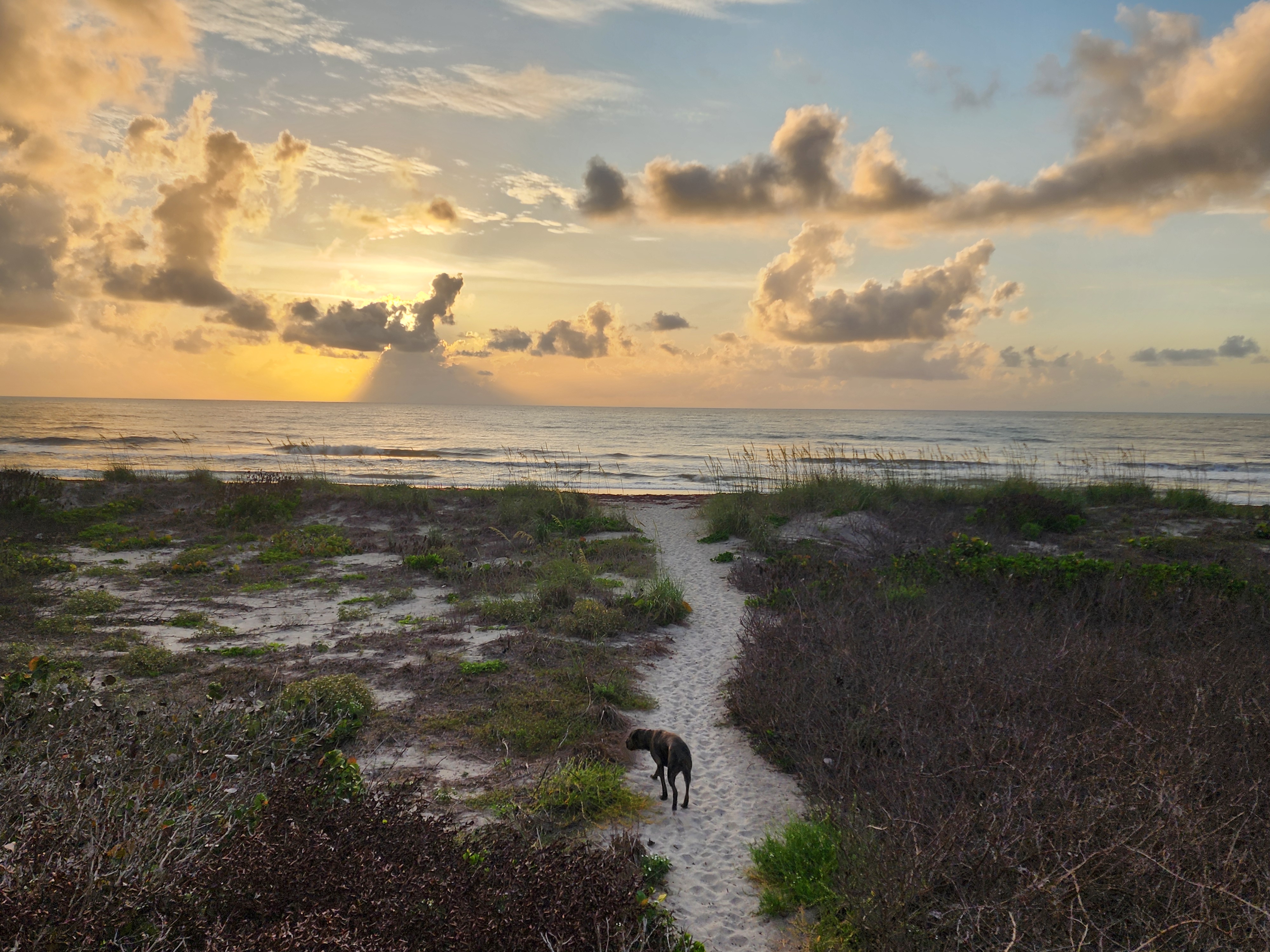 Dog on sandy beach path through dunes heading toward sunrise and surf at Picnic Tables Cocoa Beach