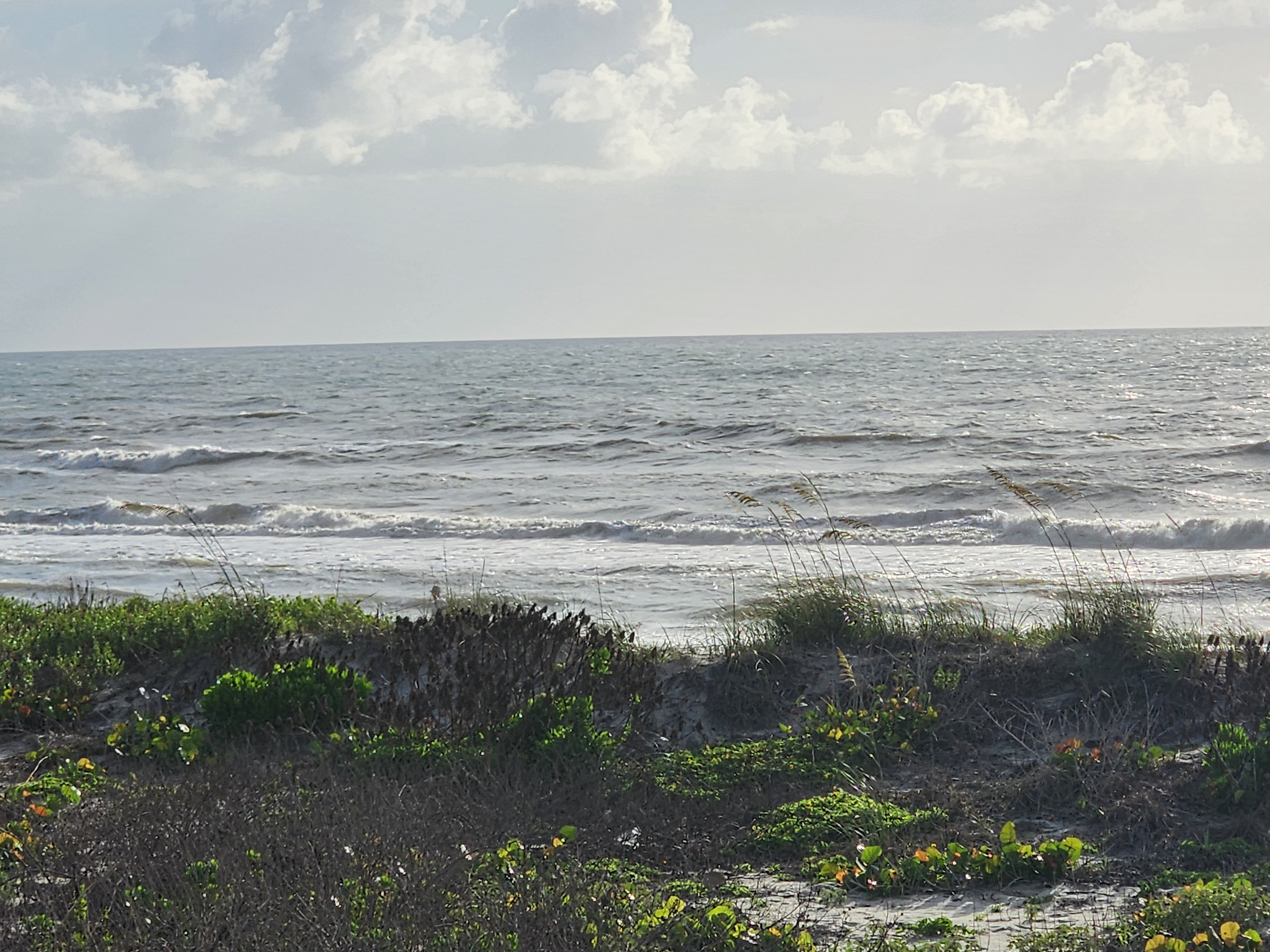 Looking out over green dune vegetation toward wind-textured 2-3 foot surf under partly cloudy skies Cocoa Beach