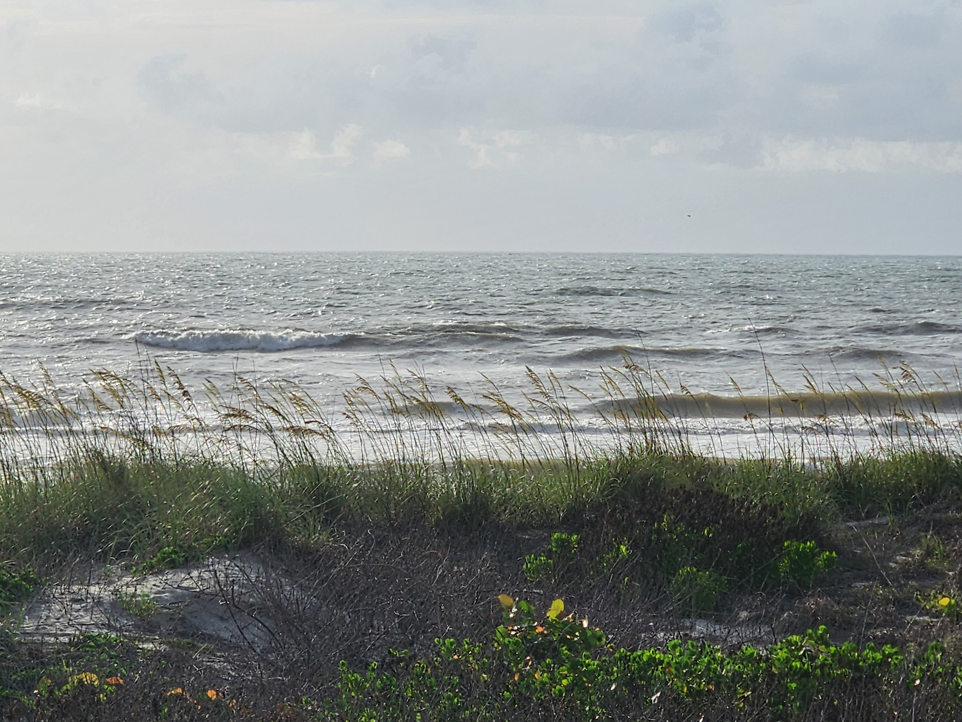 Sea oats blowing in 15 mph SE winds with choppy shortboard waves at Picnic Tables South Cocoa Beach