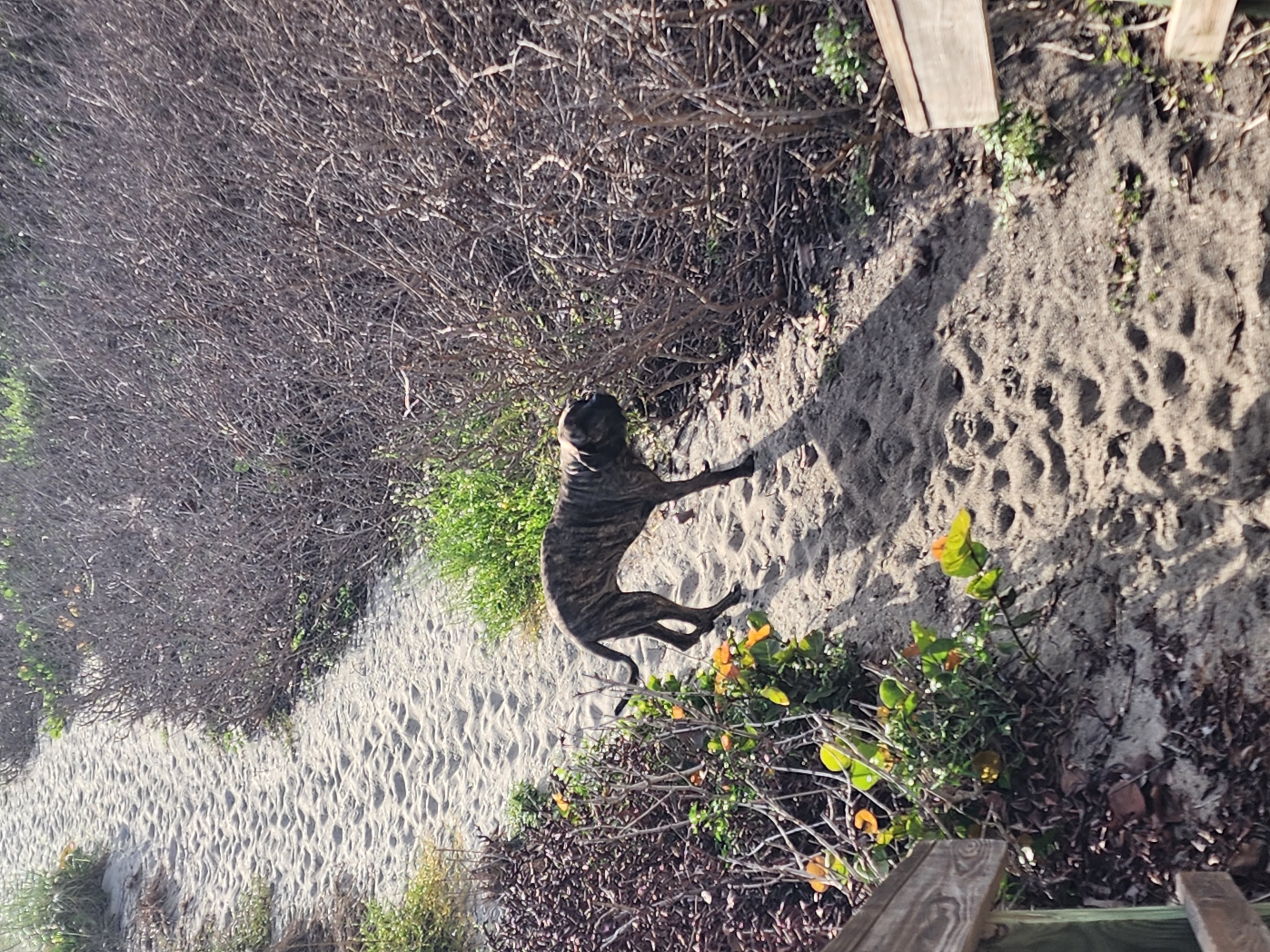 Brindle dog on sandy dune path at beach walkover heading out for morning surf check Cocoa Beach
