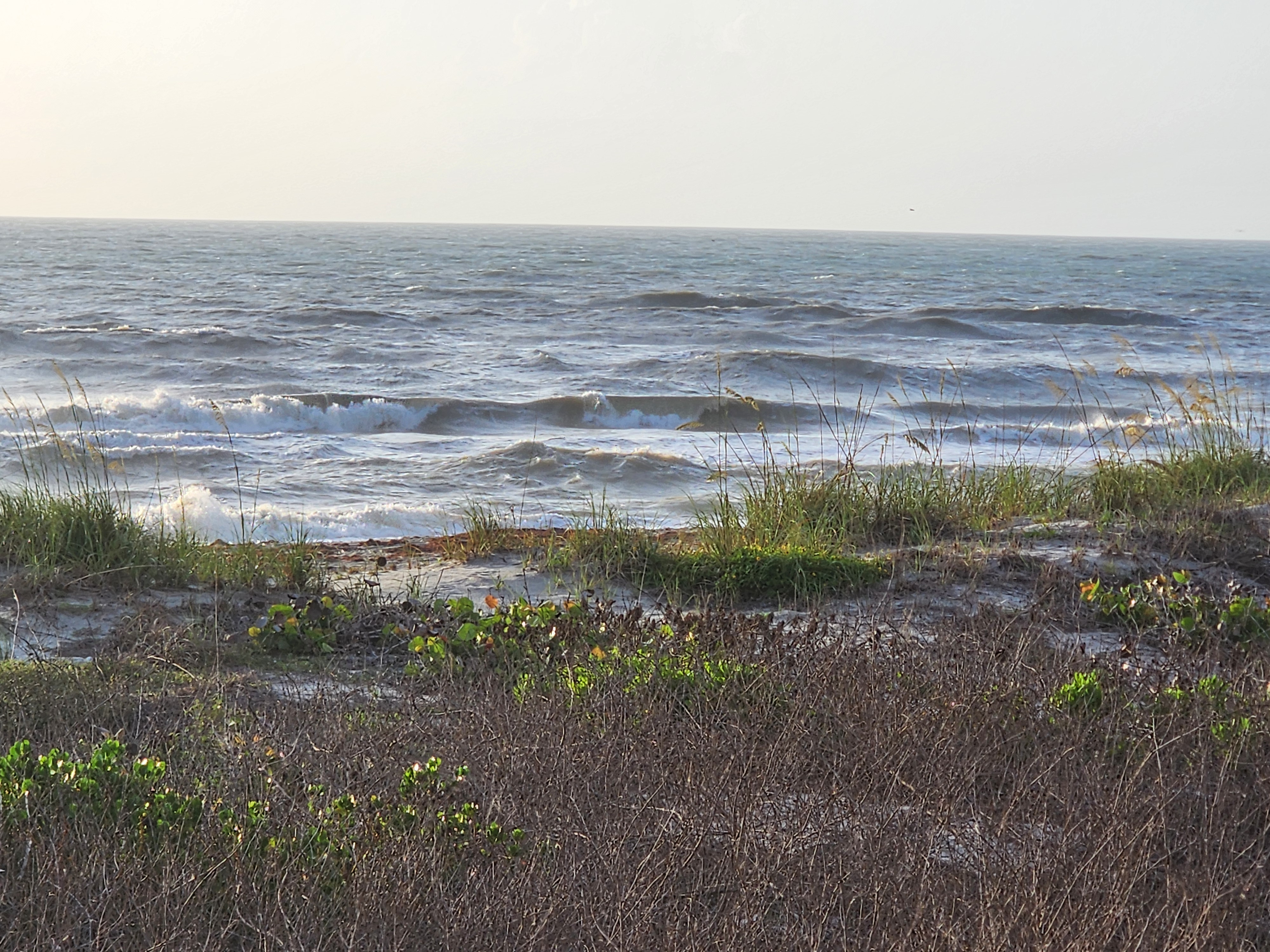 Close view of choppy short period surf washing up to dune vegetation with sea oats blowing in strong ESE winds South Cocoa Beach