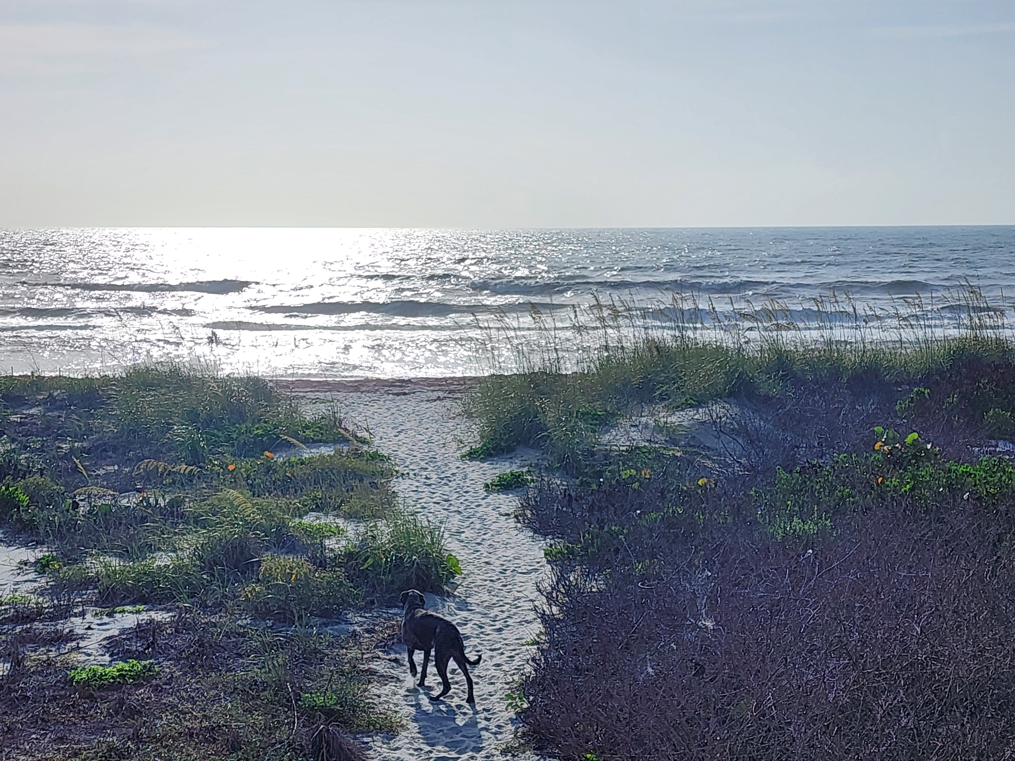 Dog walking sandy dune path toward glittering ocean and choppy surf at South Cocoa Beach morning check