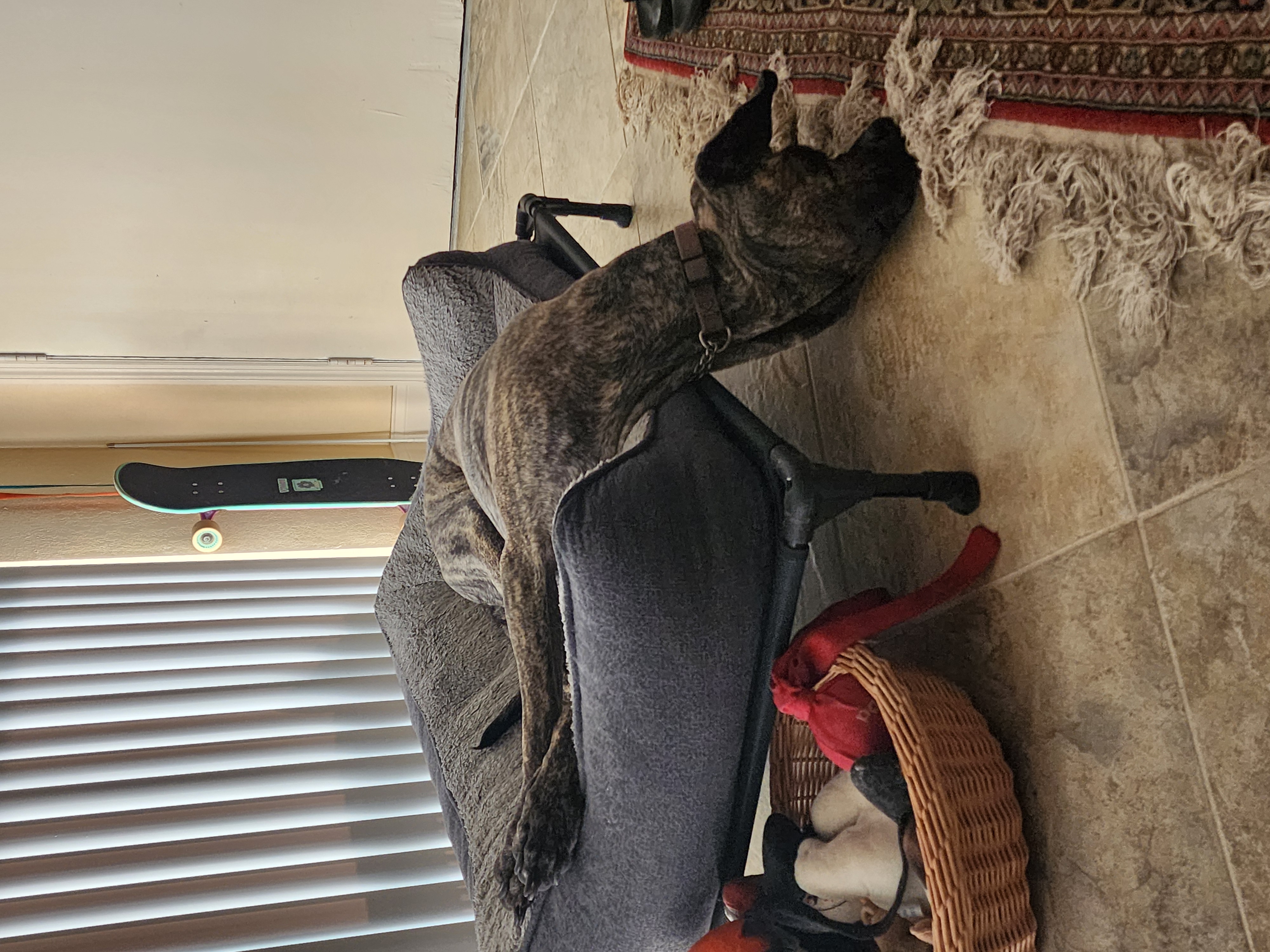 Brindle dog passed out half off the cot after morning beach walk with skateboard and toy basket Cocoa Beach life