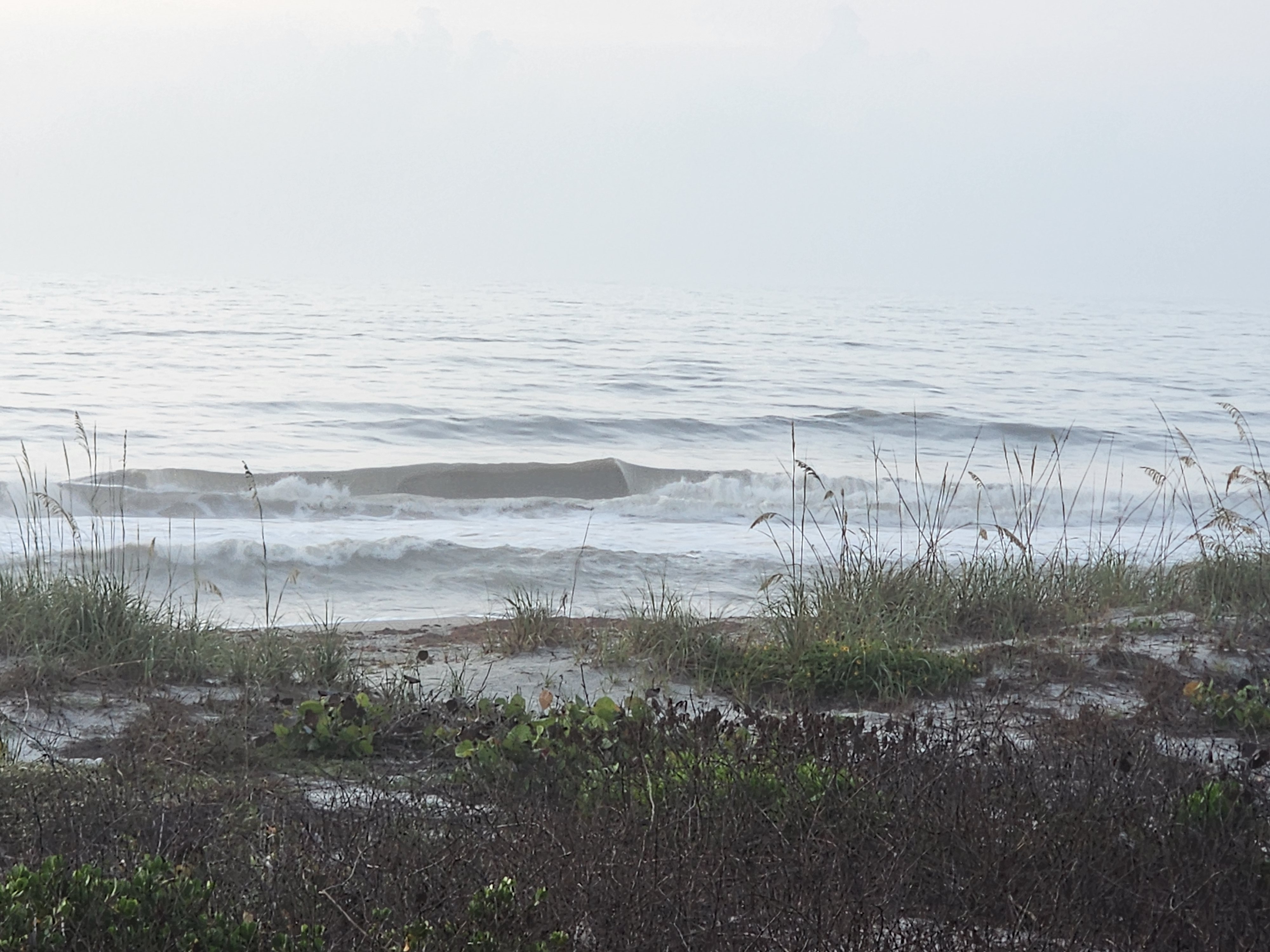 Glassy wave face peeling through morning fog with dune vegetation at Picnic Tables Cocoa Beach surf alert