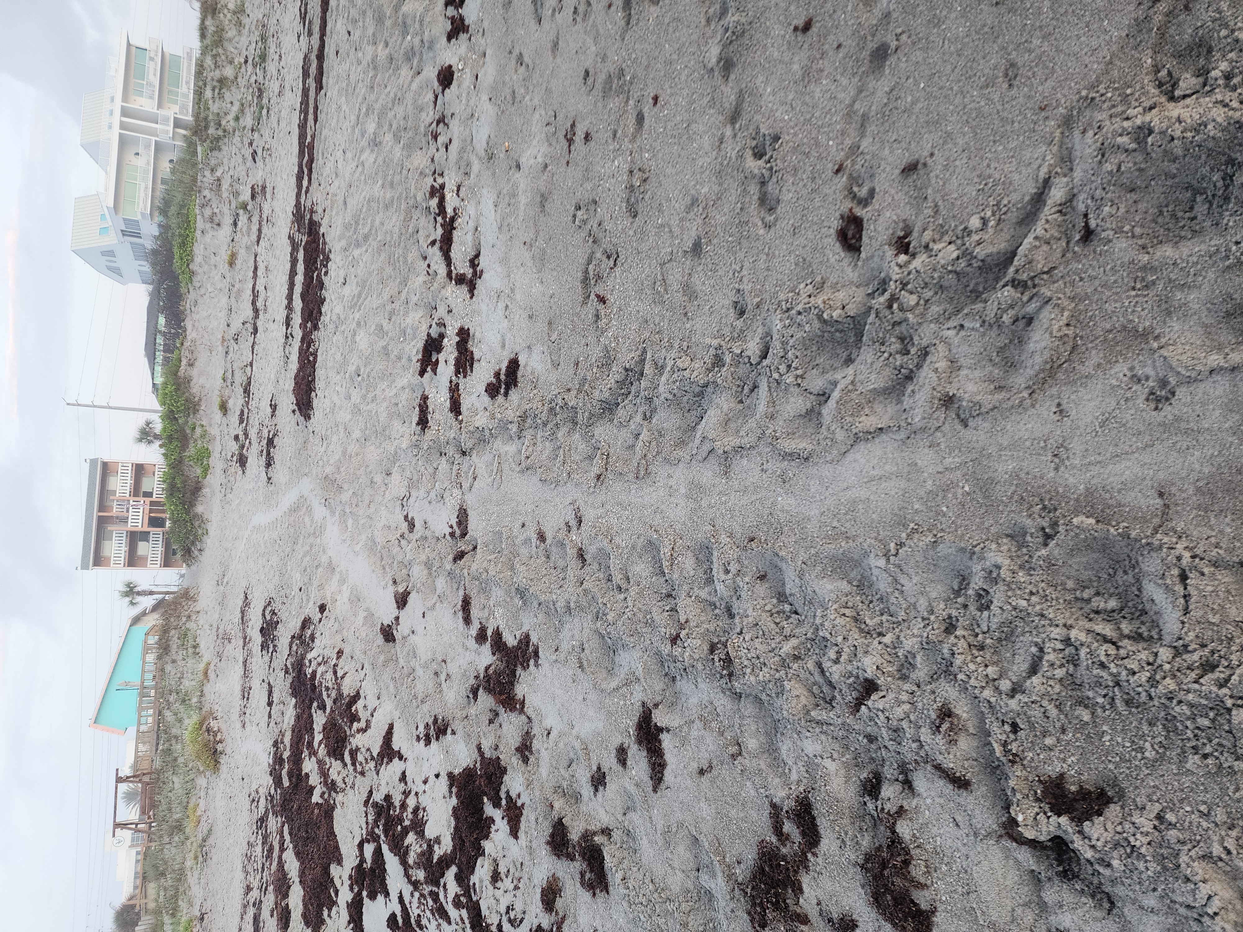 Fresh sea turtle tracks and crawl leading up through sargassum to nesting site at South Cocoa Beach