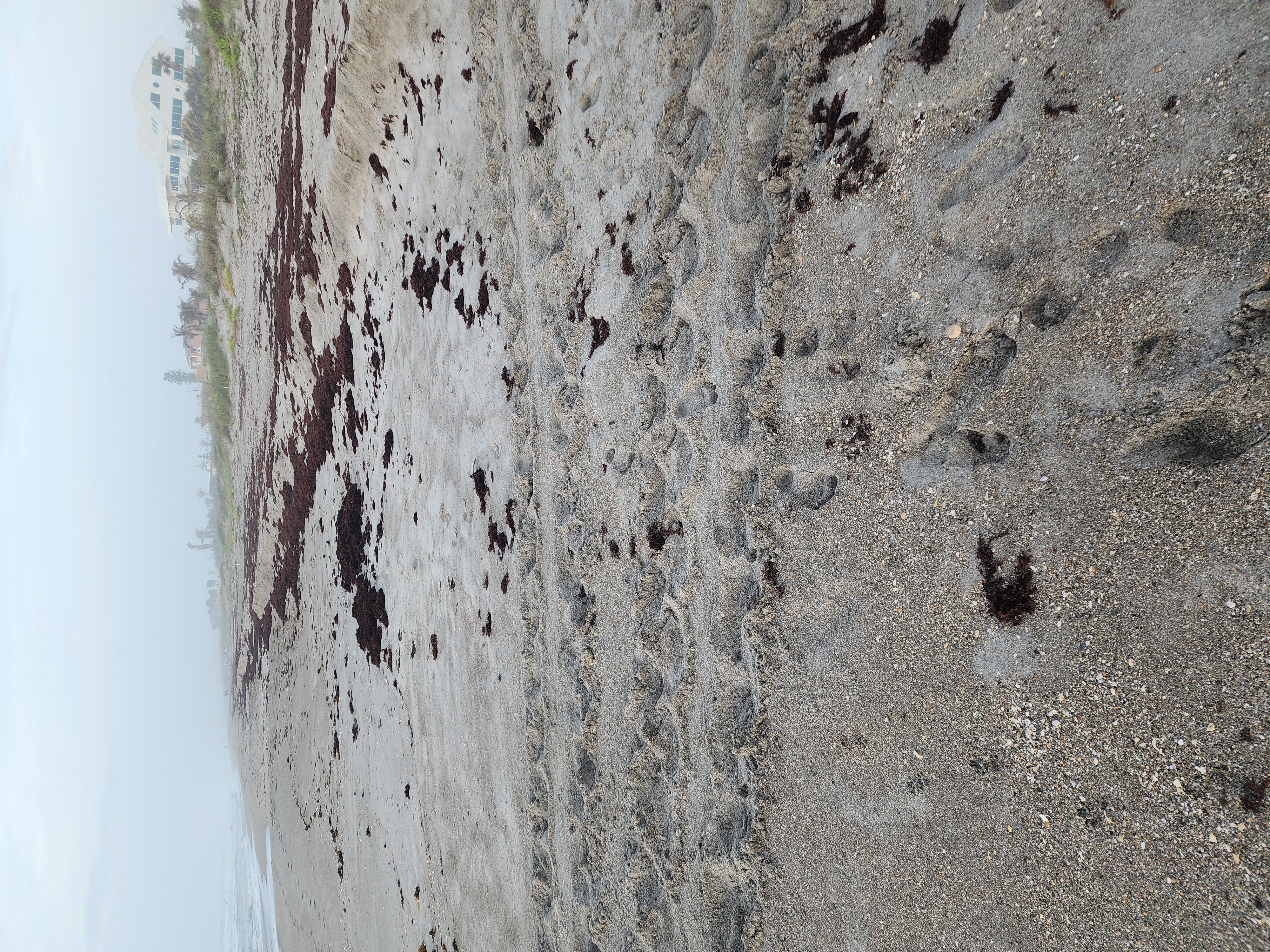 Sea turtle nesting tracks along foggy beach with sargassum and beachfront homes at Cocoa Beach turtle season 2026
