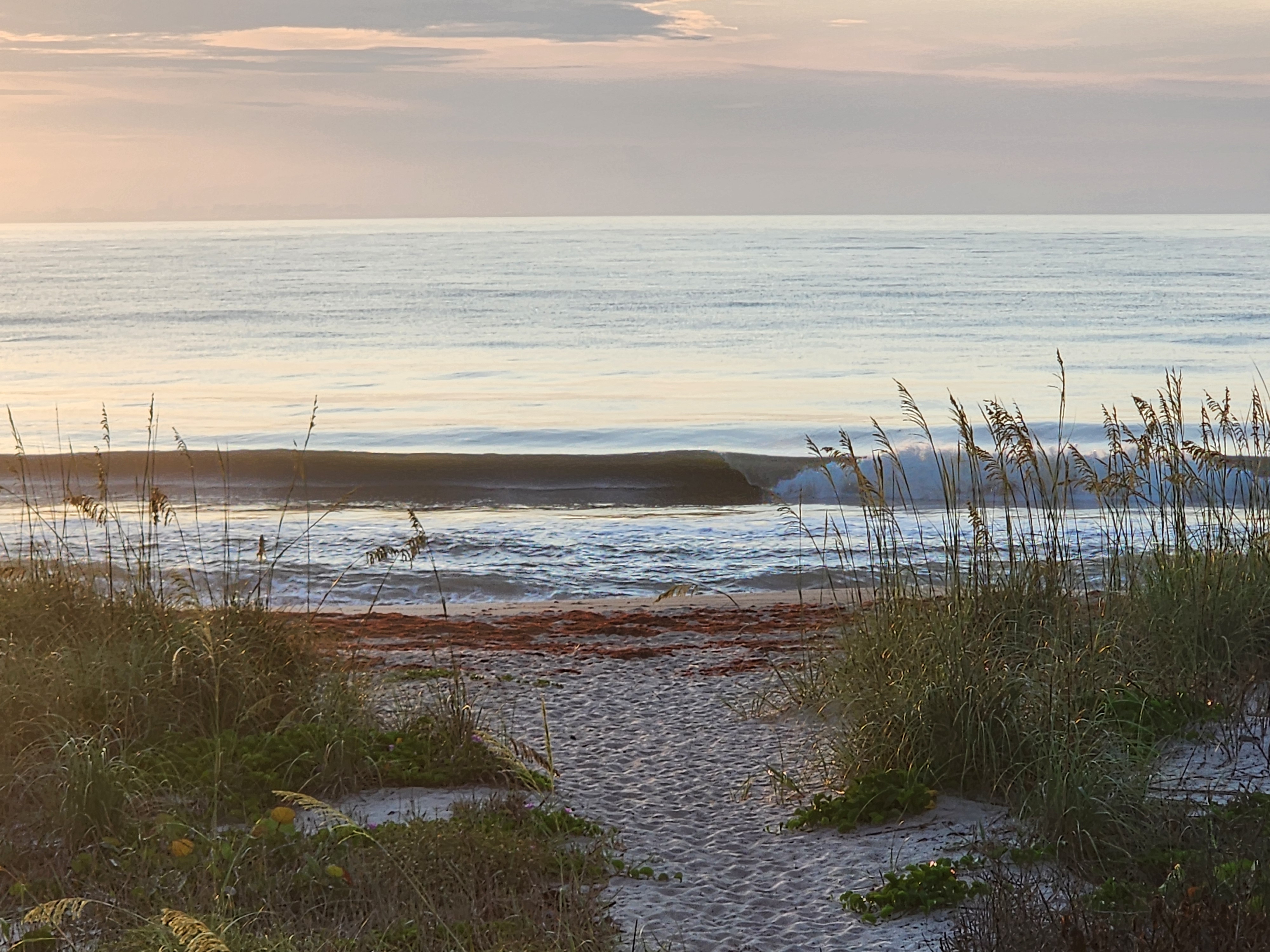 Perfect hollow wave pitching through sea oat-framed beach path with sargassum on sand at South Cocoa Beach best surf spot