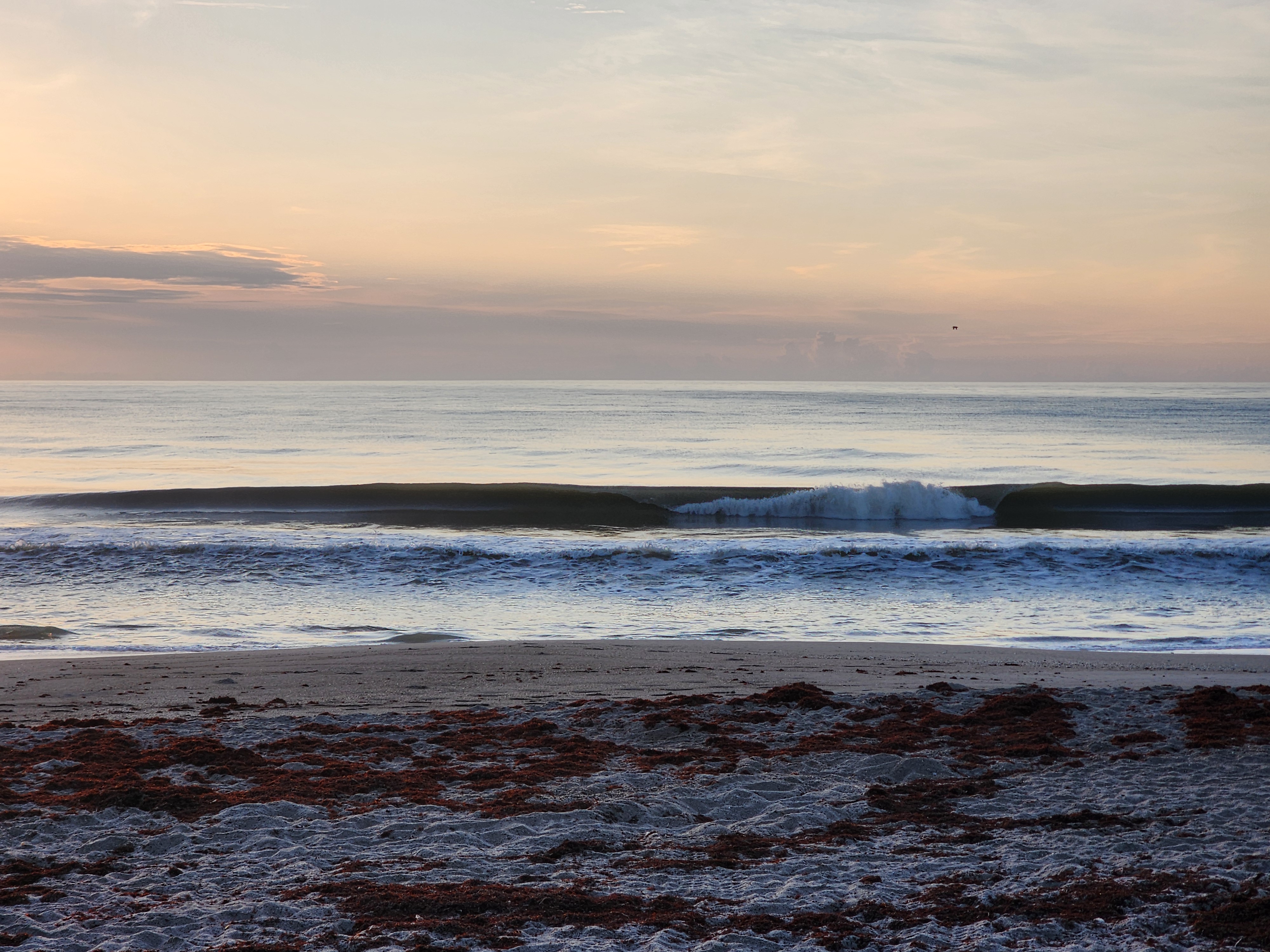 Dark glassy wave face throwing lip with pastel pink dawn sky and sargassum on shore at Picnic Tables South Cocoa Beach