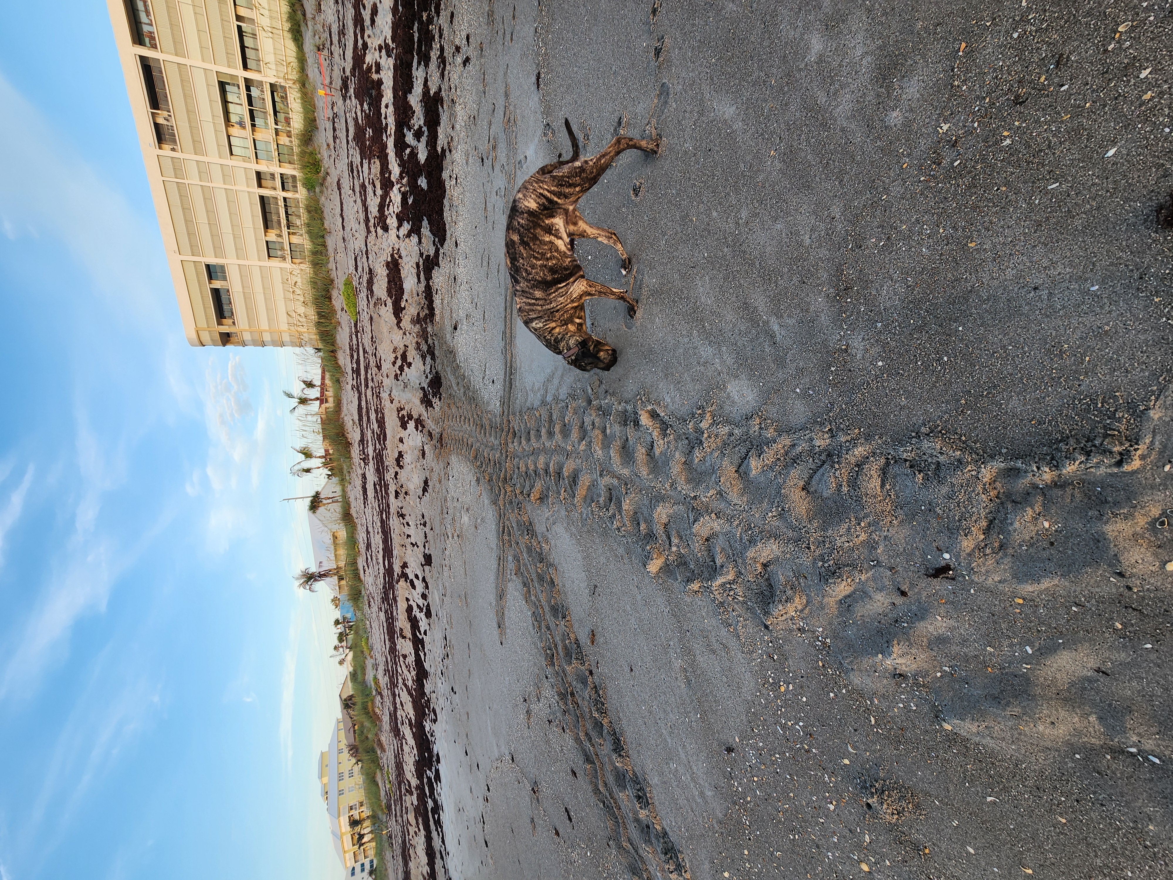 Brindle dog sniffing fresh sea turtle tracks on beach with condos and palms in background Cocoa Beach turtle season full moon 2026