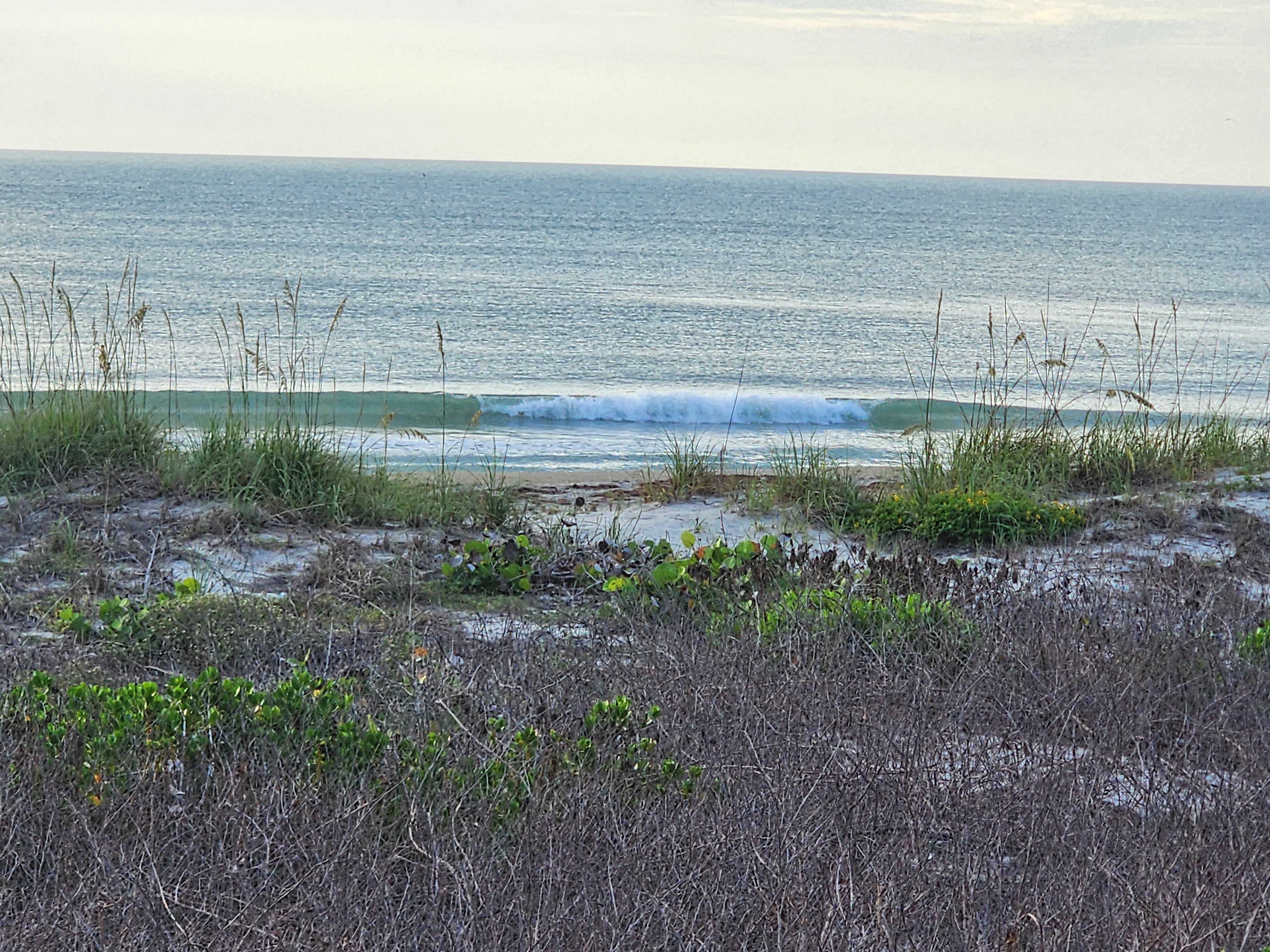 Glassy 1 foot wave breaking near shore with silver light and dune vegetation at Picnic Tables Cocoa Beach