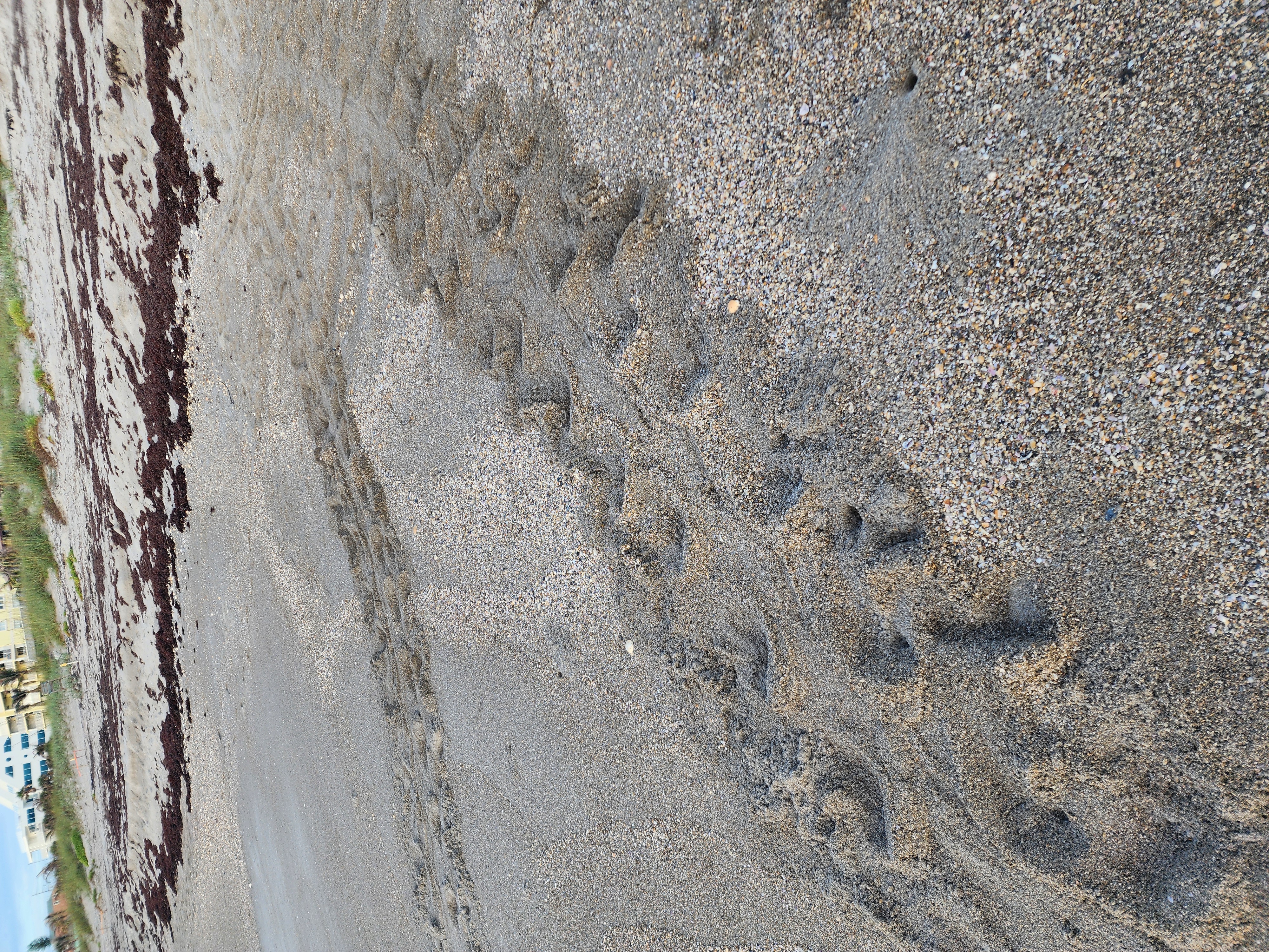 Fresh sea turtle tracks leading up through shells and sargassum to nesting site at South Cocoa Beach turtle season 2026