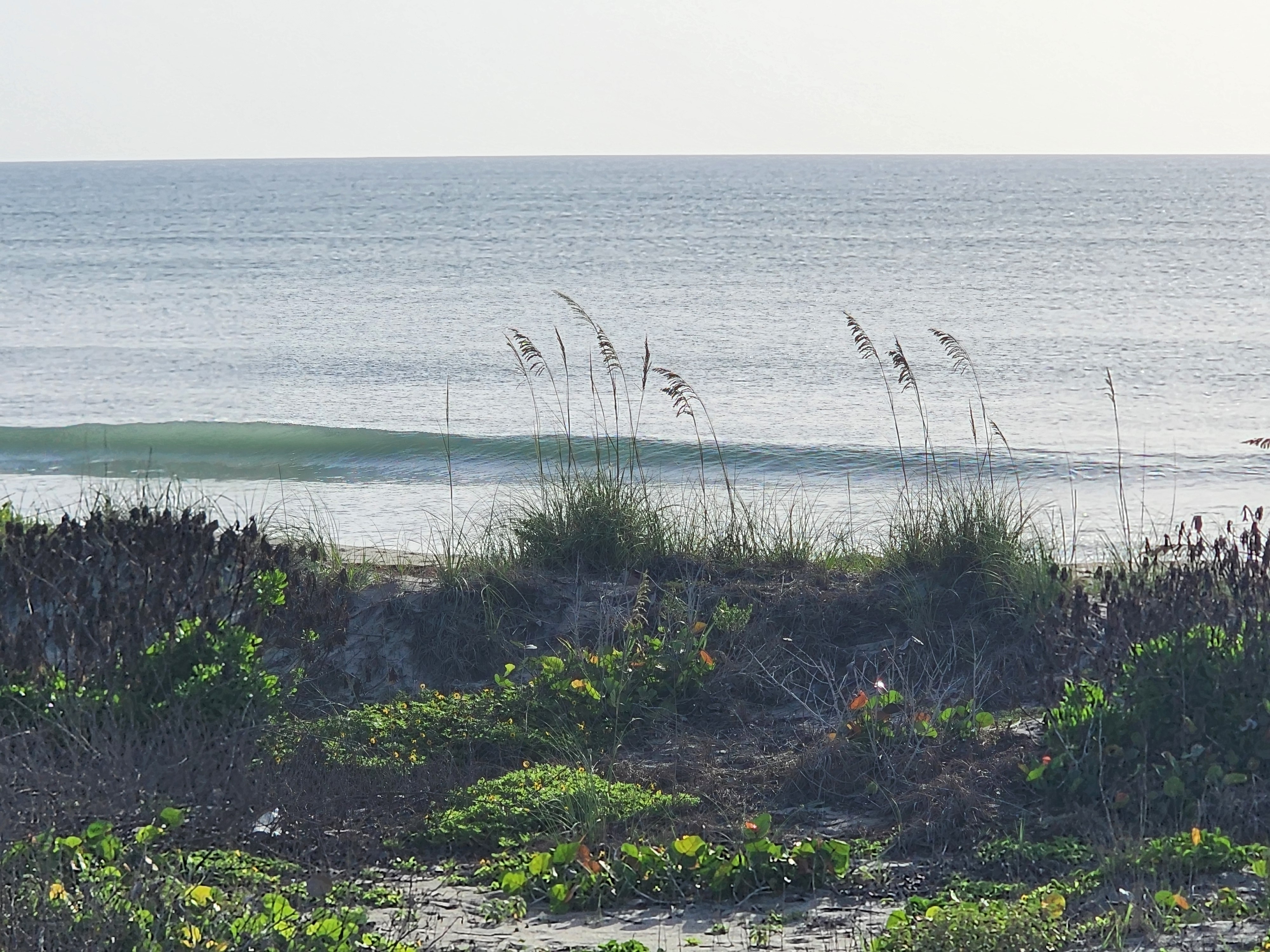 Clean translucent longboard wave peeling through sea oats with offshore west winds at South Cocoa Beach best surf spot