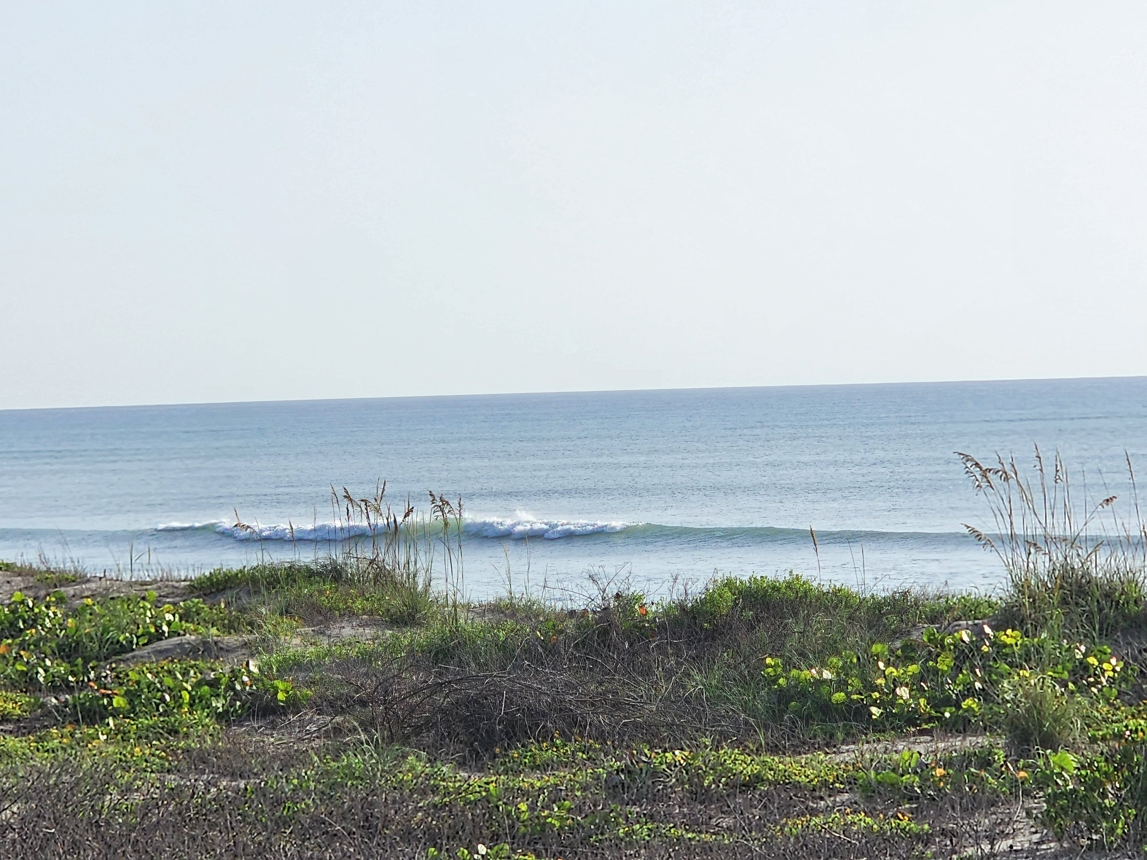 Perfect small groundswell lines wrapping in clean with blue water and dune vegetation at Picnic Tables Cocoa Beach