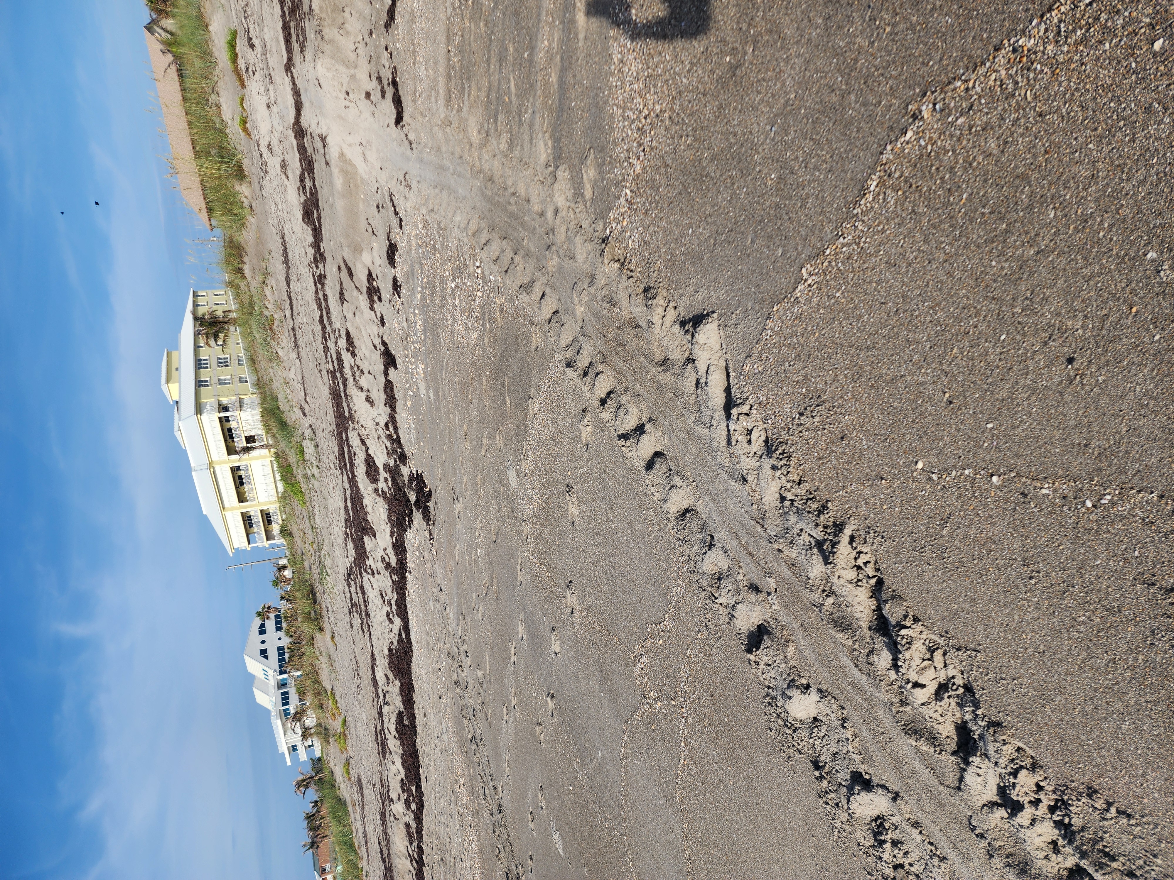 Fresh sea turtle tracks leading up to nesting site with beachfront condos and sargassum at South Cocoa Beach turtle season 2026