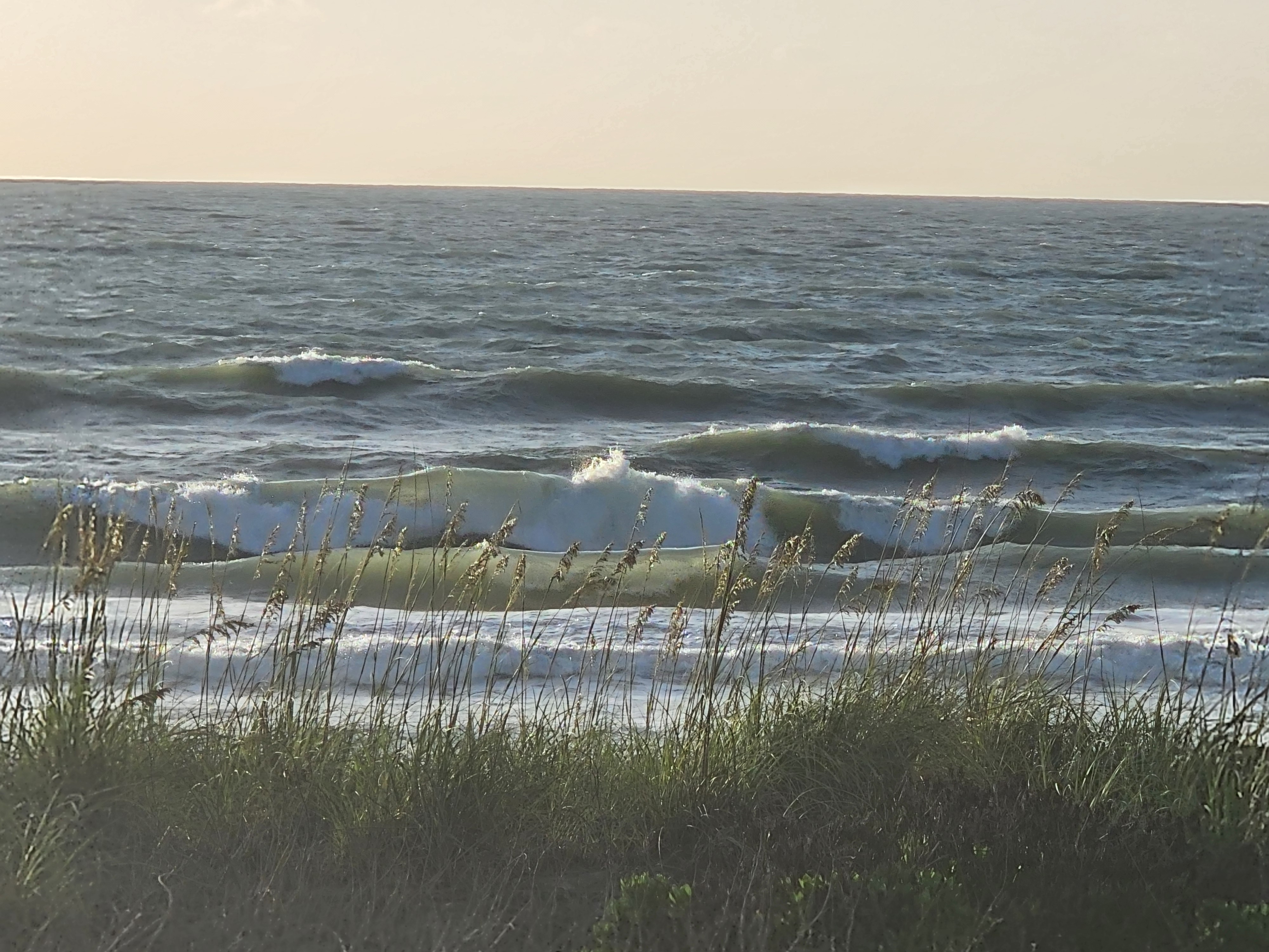 Backlit 3-4 foot waves with green faces breaking through sea oats in morning light at South Cocoa Beach