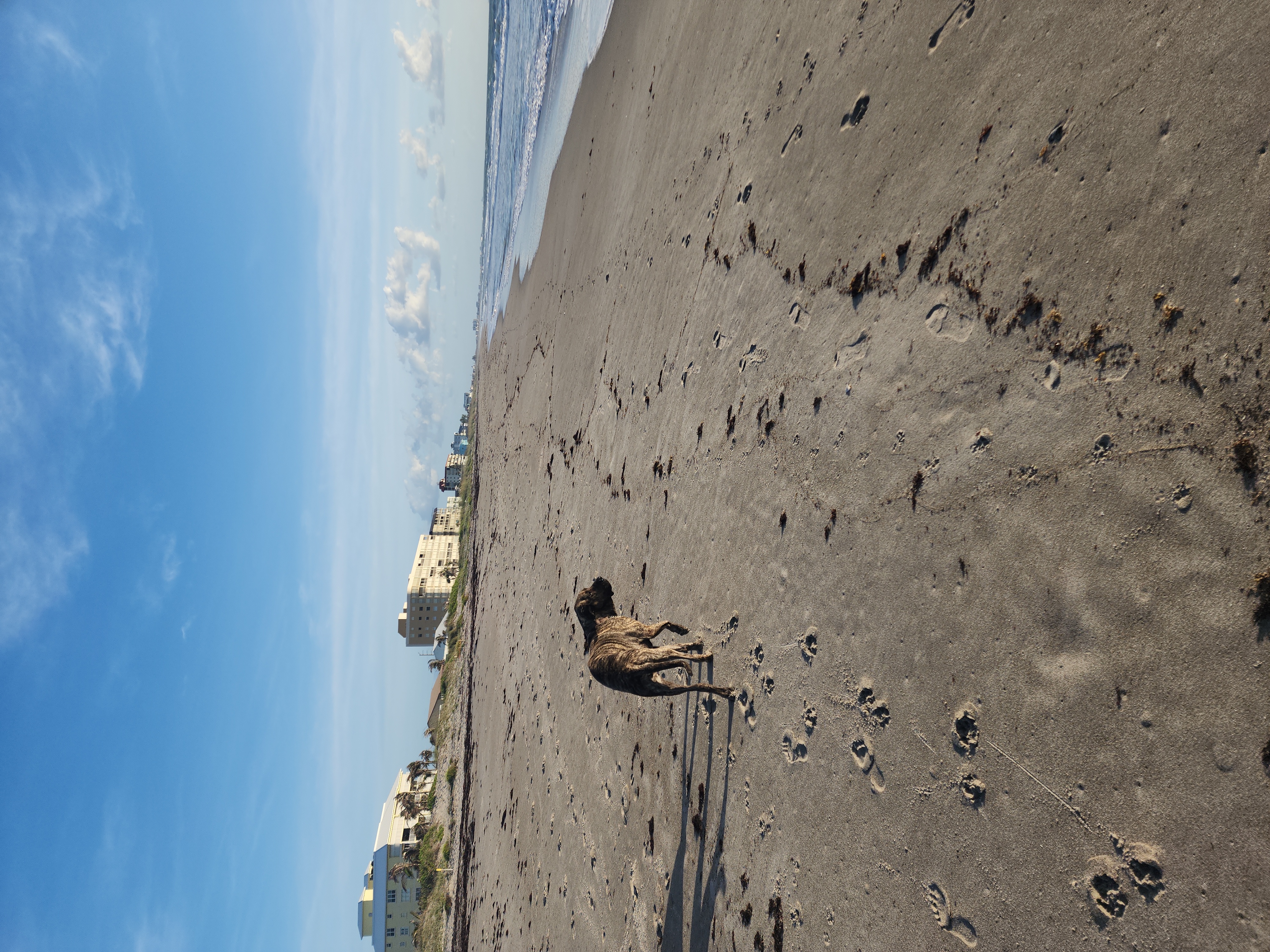 Brindle dog walking the beach with paw prints in sand and choppy surf in background at South Cocoa Beach morning patrol