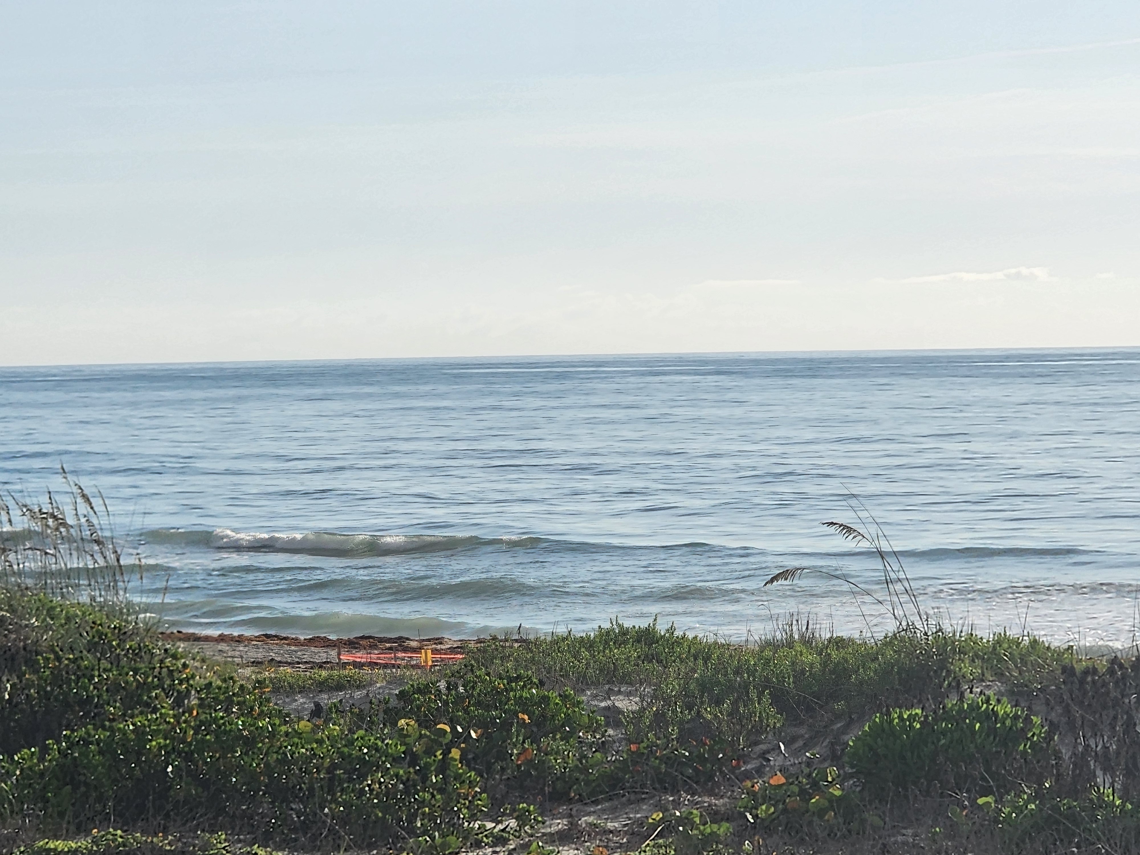 Glassy small surf rolling in past a marked sea turtle nest on the sand at 31st Street, South Cocoa Beach, June 2026