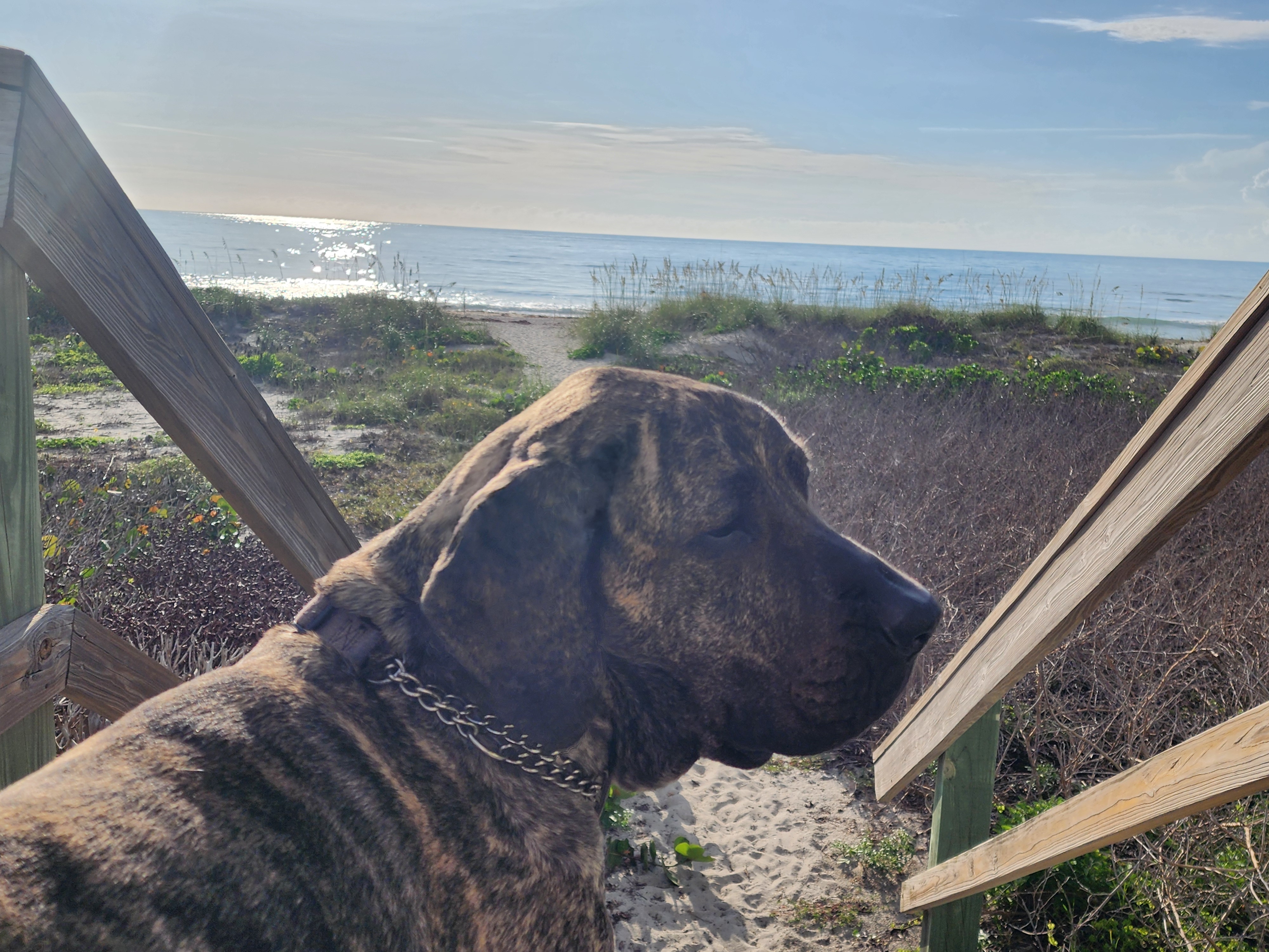 Athena the brindle surf dog surveying the glassy morning ocean from the dune crossover at Picnic Tables, South Cocoa Beach, June 2026