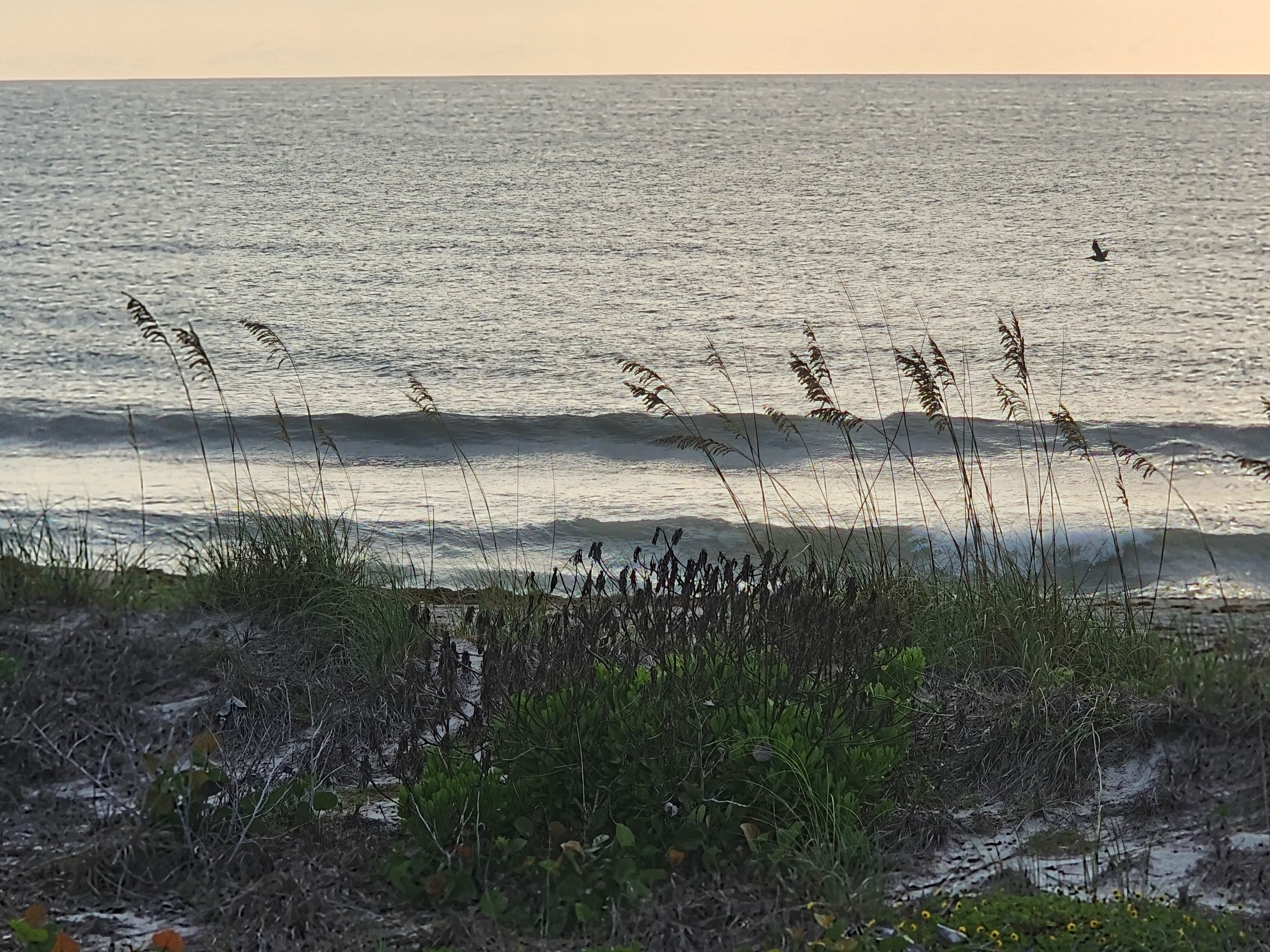 Small peeling waves nearshore framed by sea oats on the dune at 31st Street, June 2026