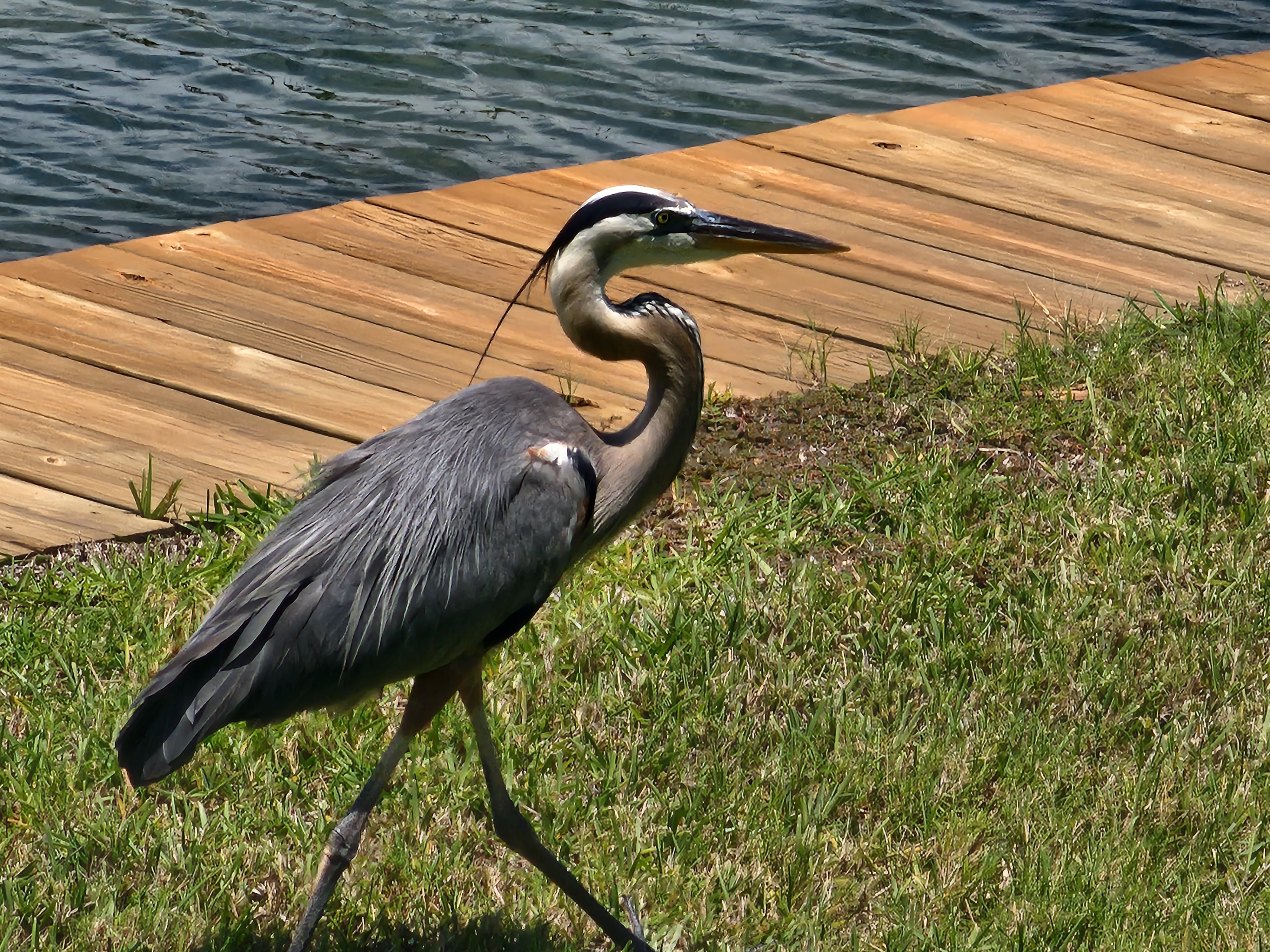 Great blue heron stalking the grass beside the dock at Picnic Tables, South Cocoa Beach, summer morning