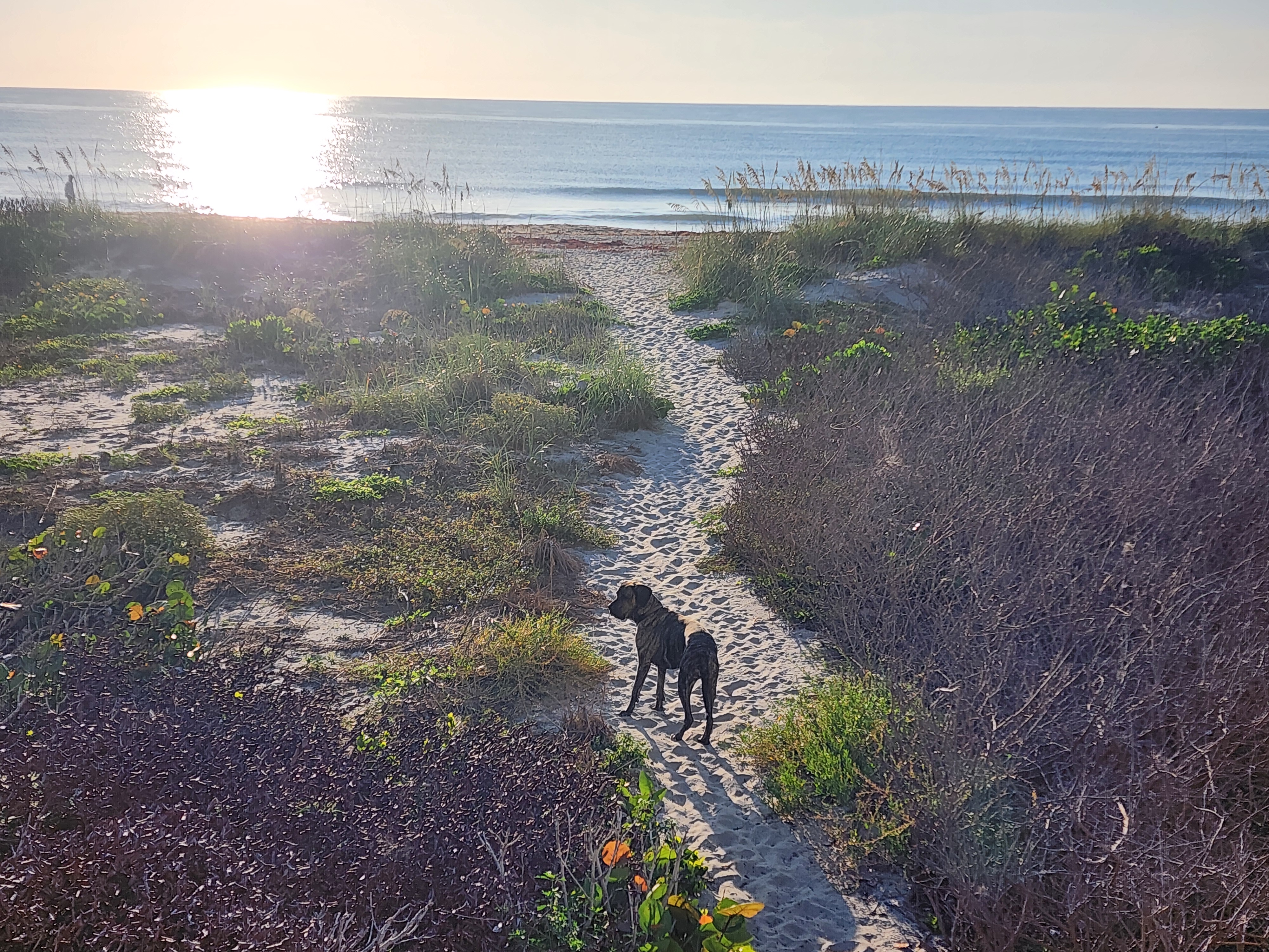 Athena the brindle surf dog heading down the dune path toward a sun-glassed ocean at 31st Street, summer sunrise