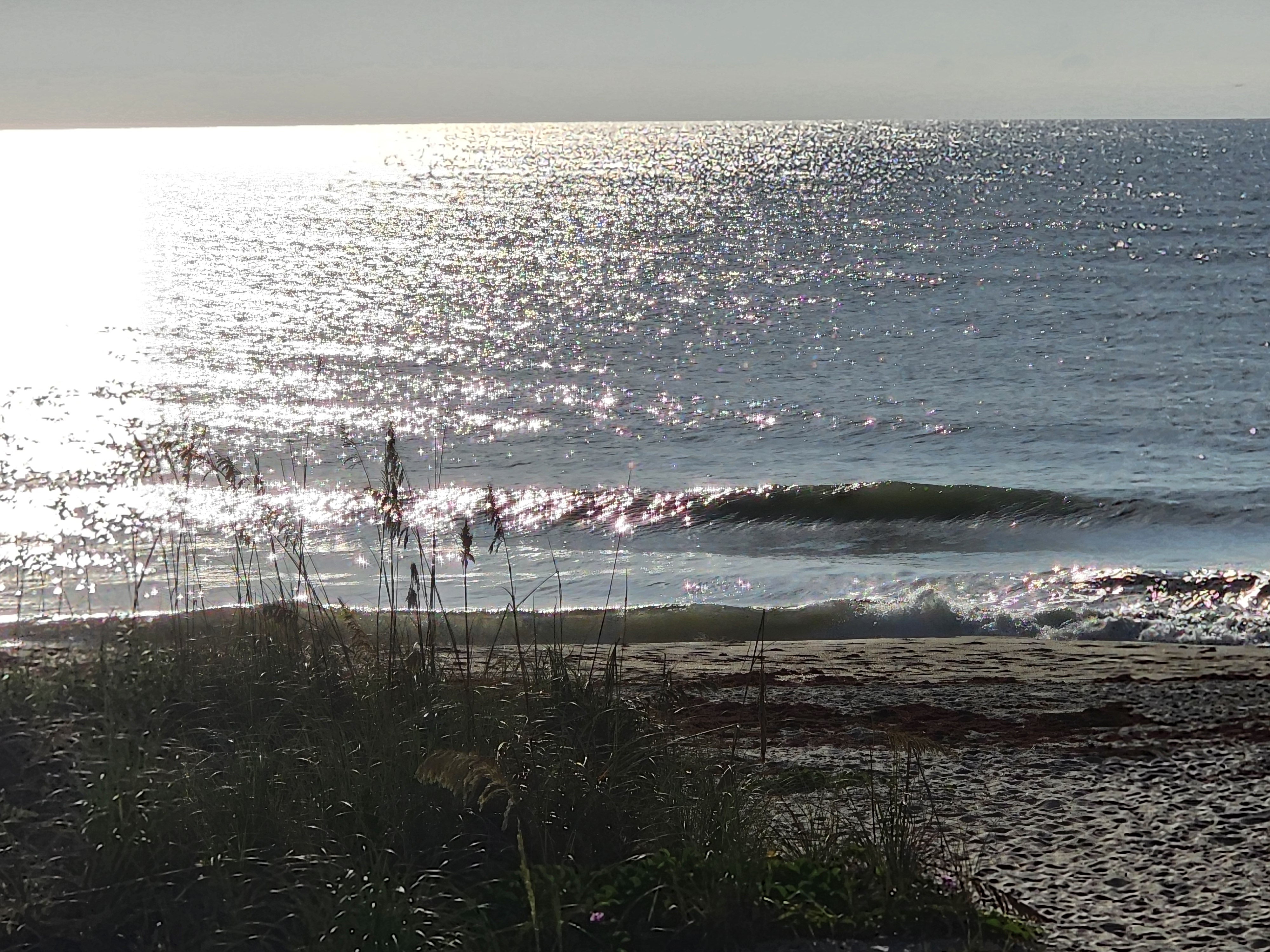Glassy ankle-high wave peeling near shore through the sea oats at first light, sun glittering across the water