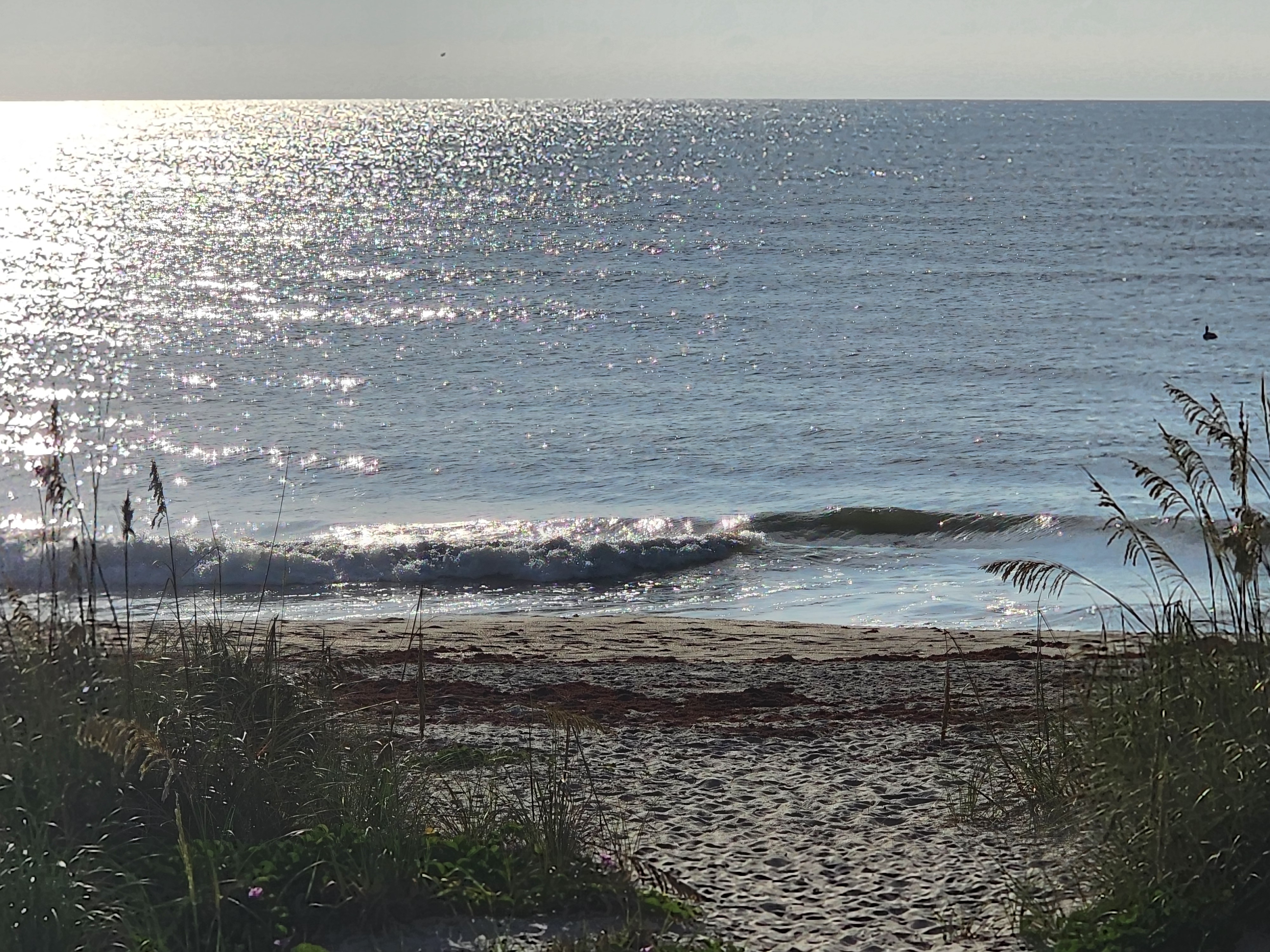 Small crumbly shorebreak wave with morning sun sparkling on the surface, sea oats framing the foreground