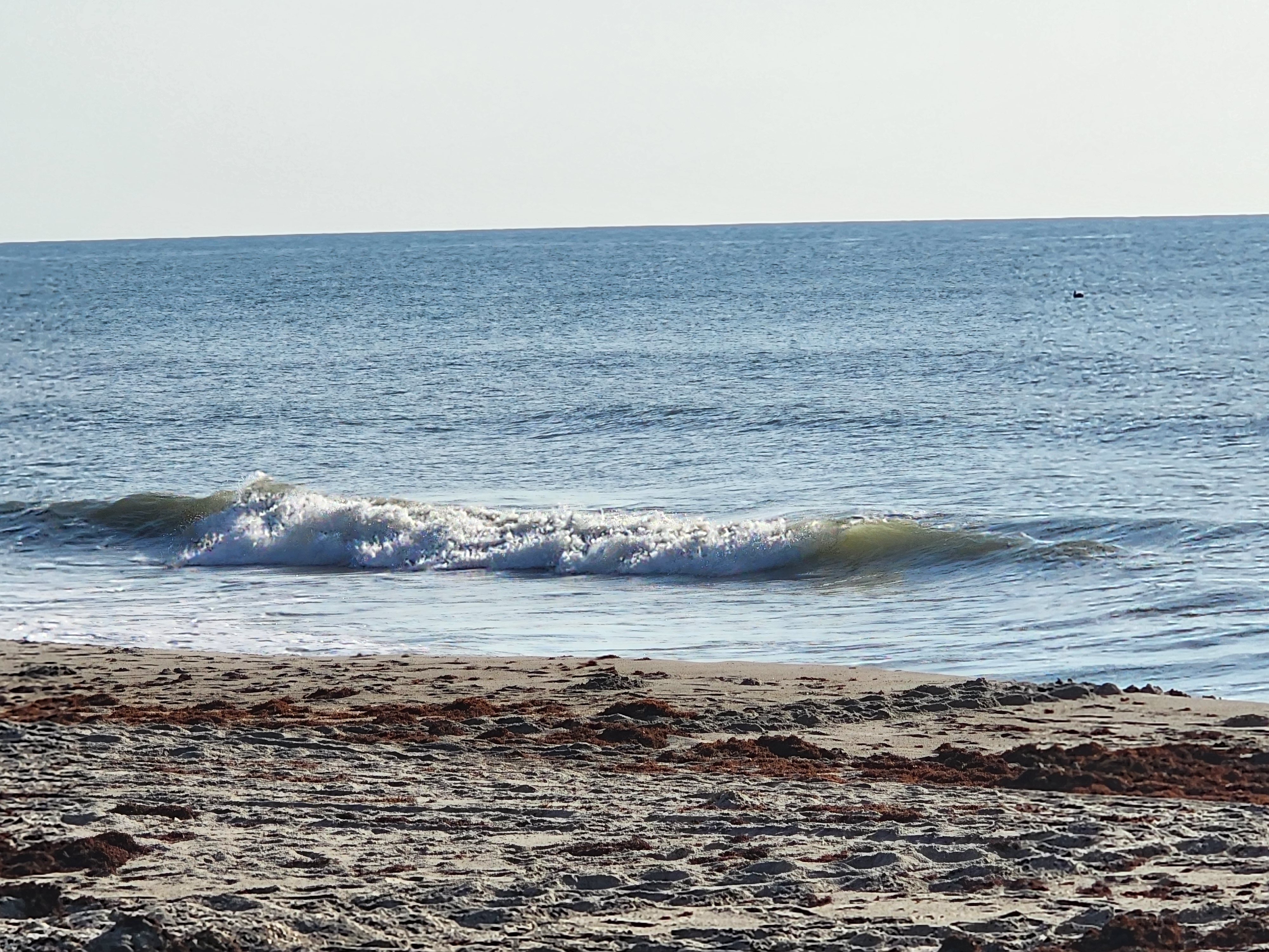 Little wave breaking right on the shoreline, clean blue water, brown sargassum on the beach