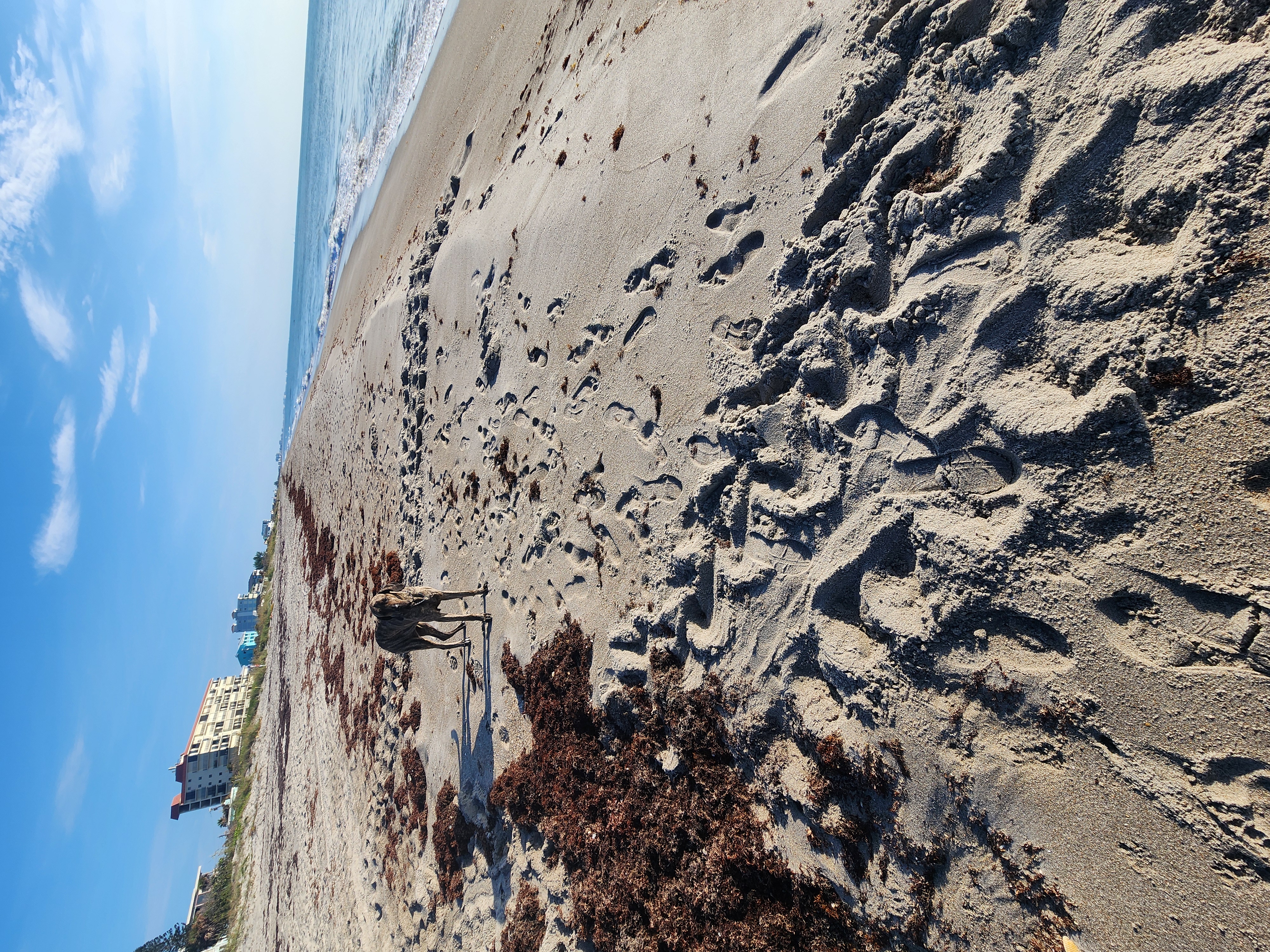 Athena the brindle dog standing on the wide morning beach, seaweed wrack line and small surf to the right
