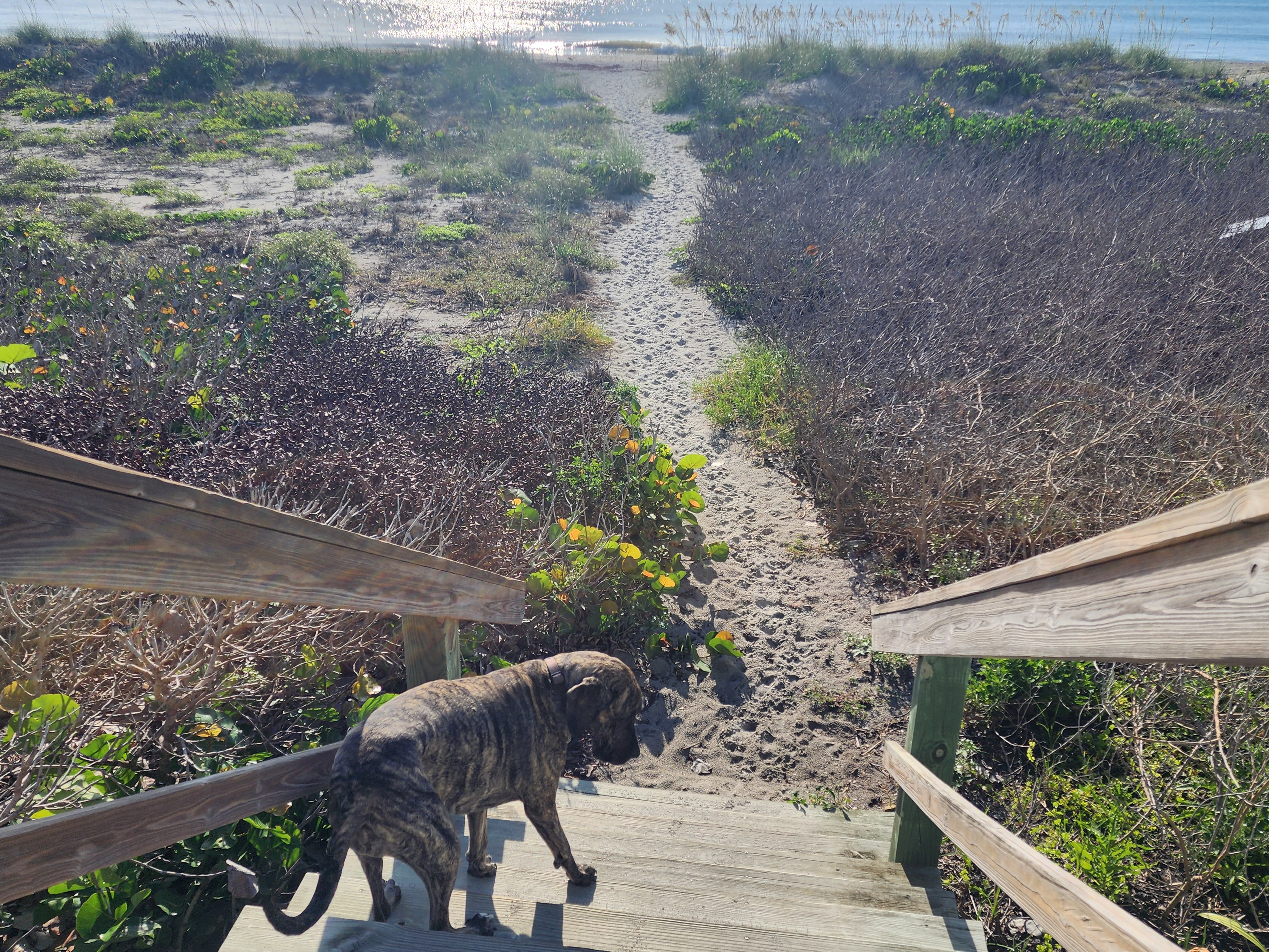 Cocoa Beach surf photo 3 — Flat — 0-1' breaking on shore at mid tide, and already cooking